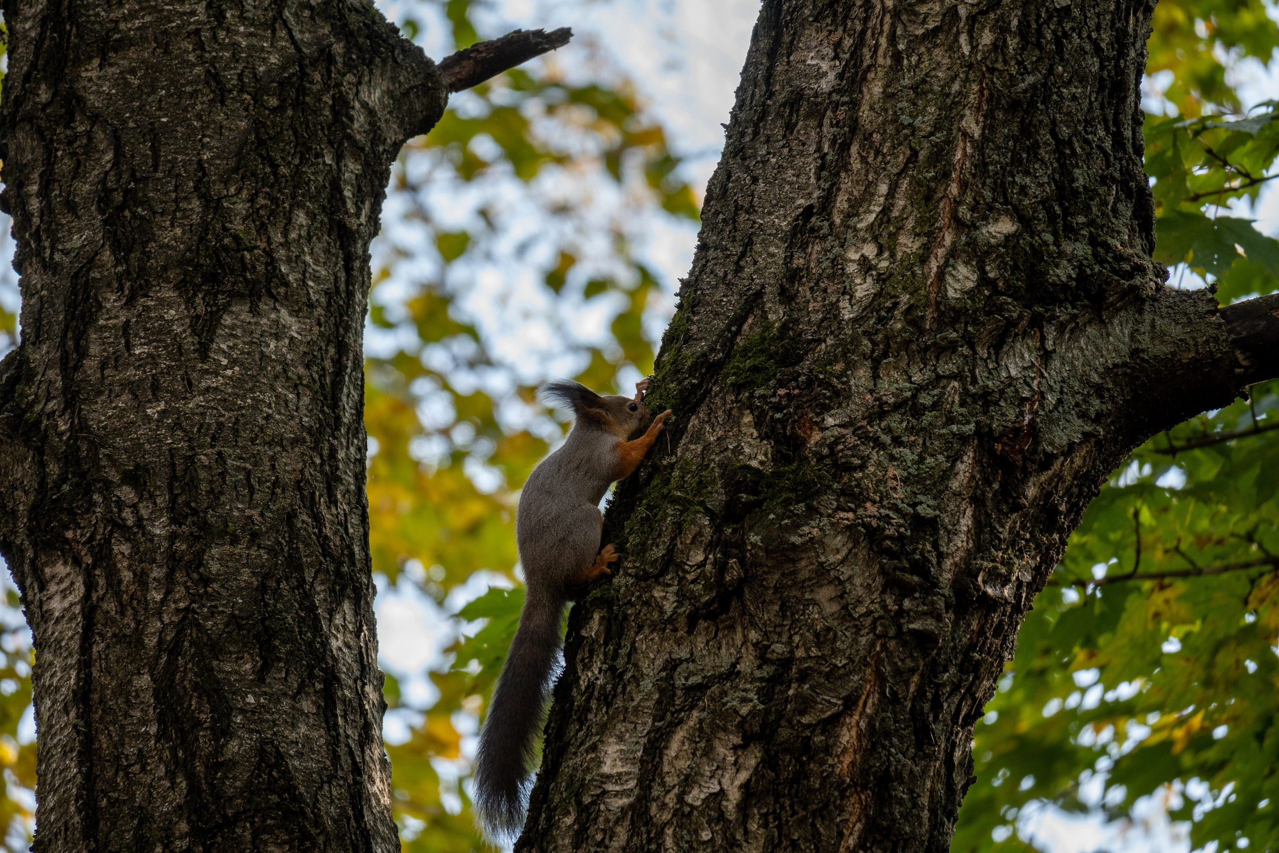 20241012 Измайлово. Дмитрий Ремизов. Фотография, как хобби