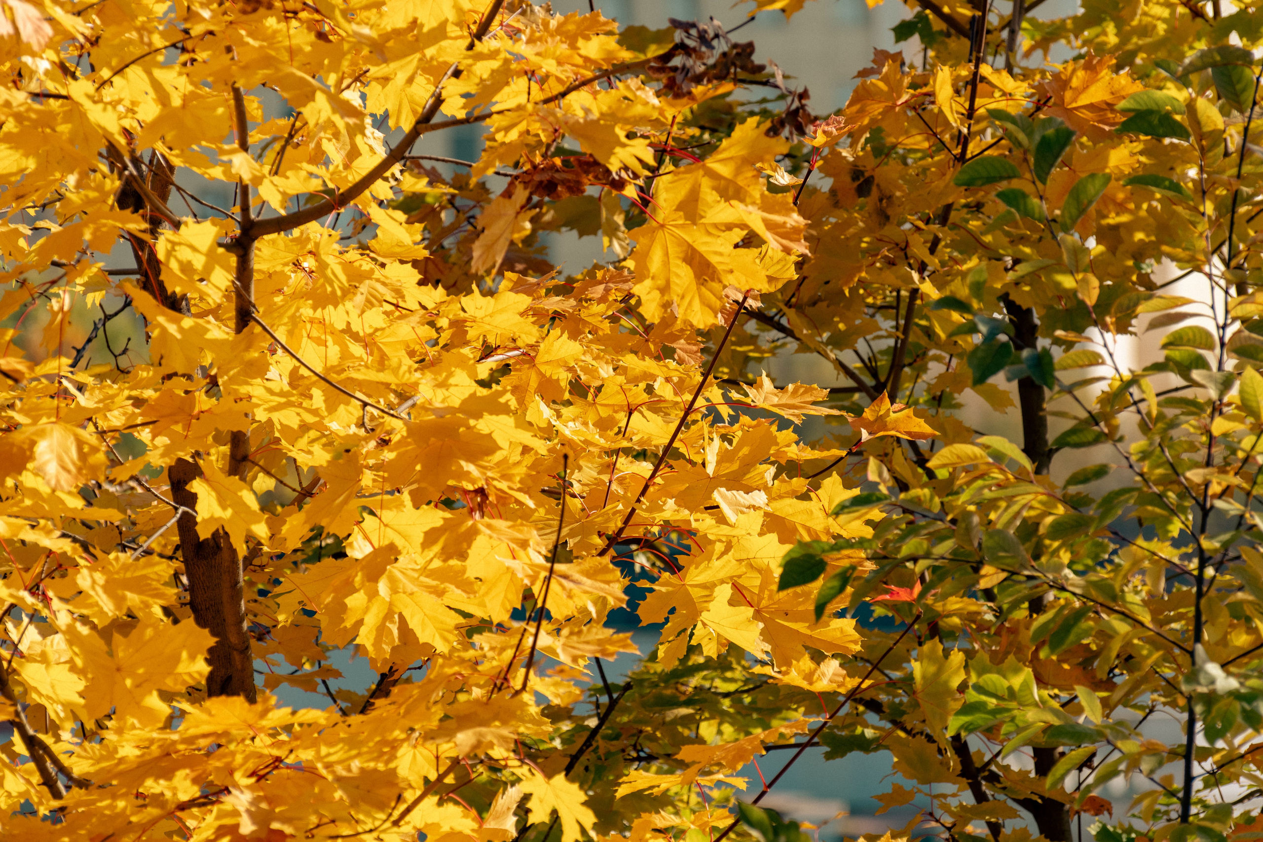 20211003 Поклонка. Дмитрий Ремизов. Фотография, как хобби