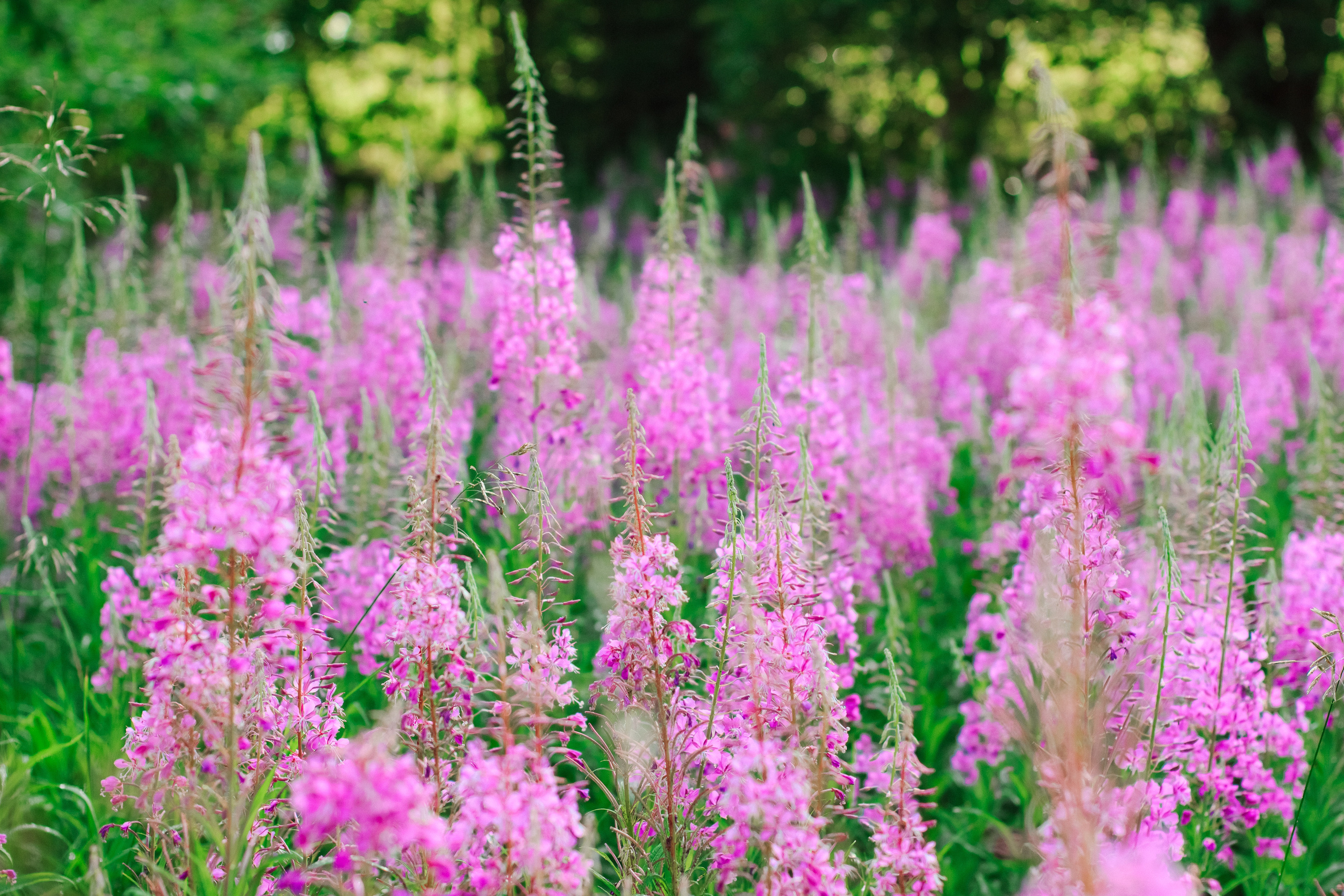 Фотосессия с Иван-чаем. Контентный фотограф в Перми Натали Кытманова