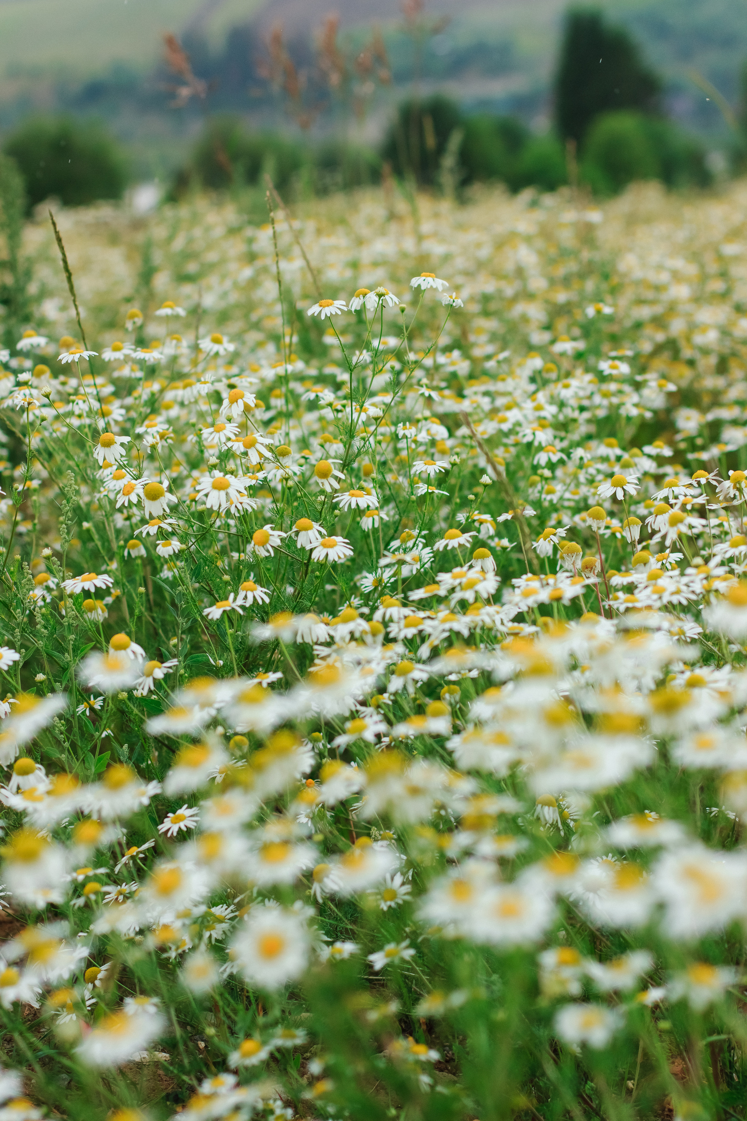 Фотосессия в ромашковом поле. Контентный фотограф в Перми Натали Кытманова