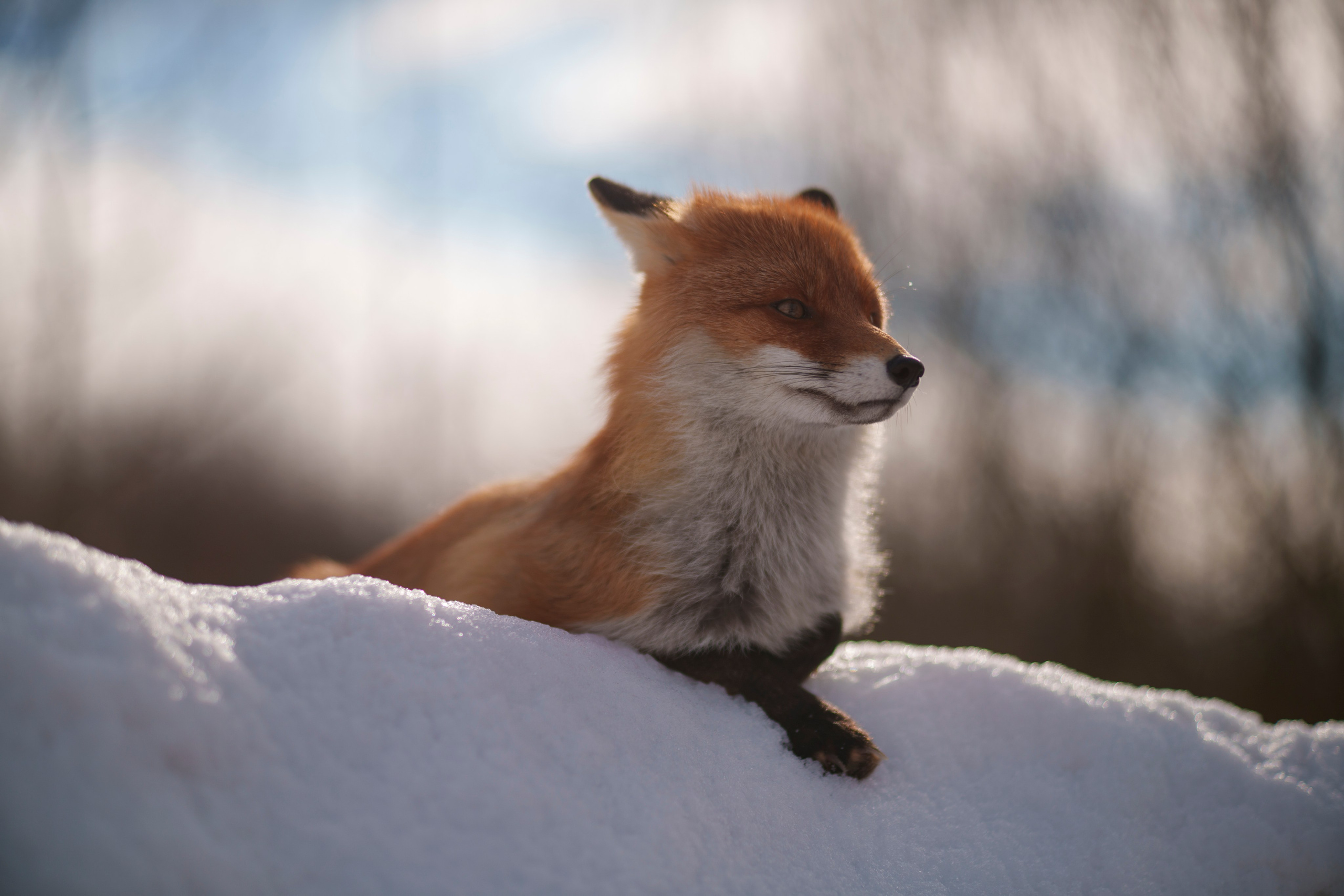 Animals — Животные