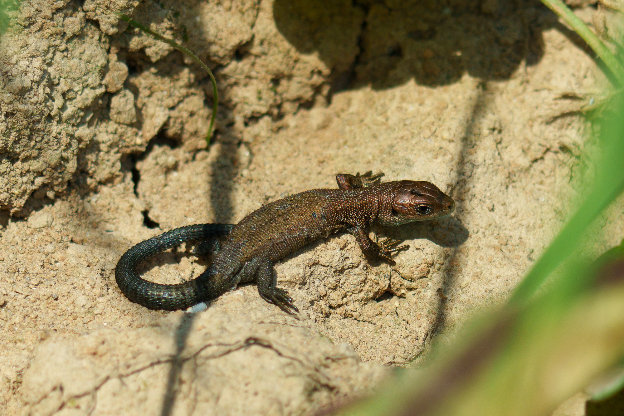 Животные. Ваш личный фотограф Марина Волкова