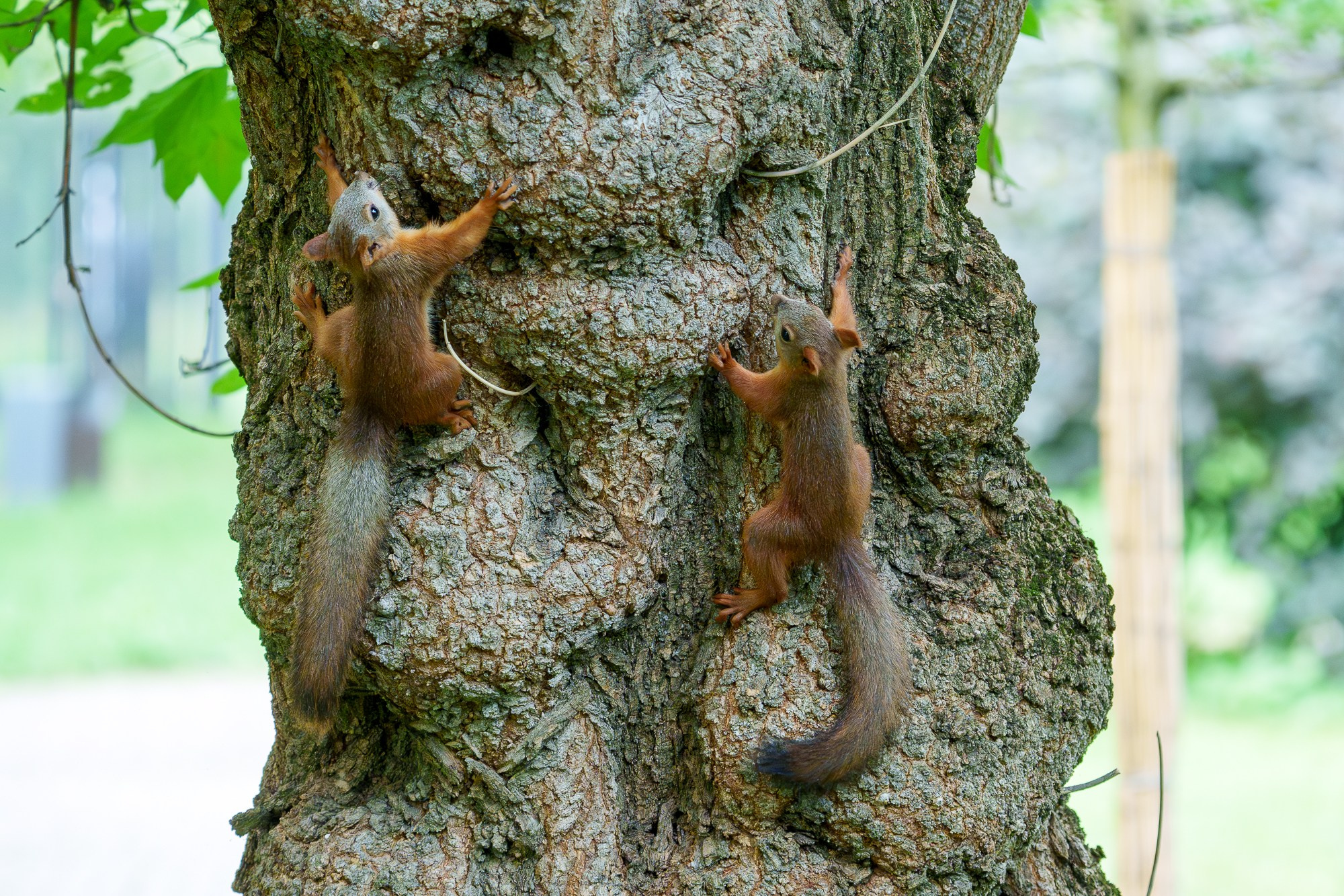 Животные. Ваш личный фотограф Марина Волкова