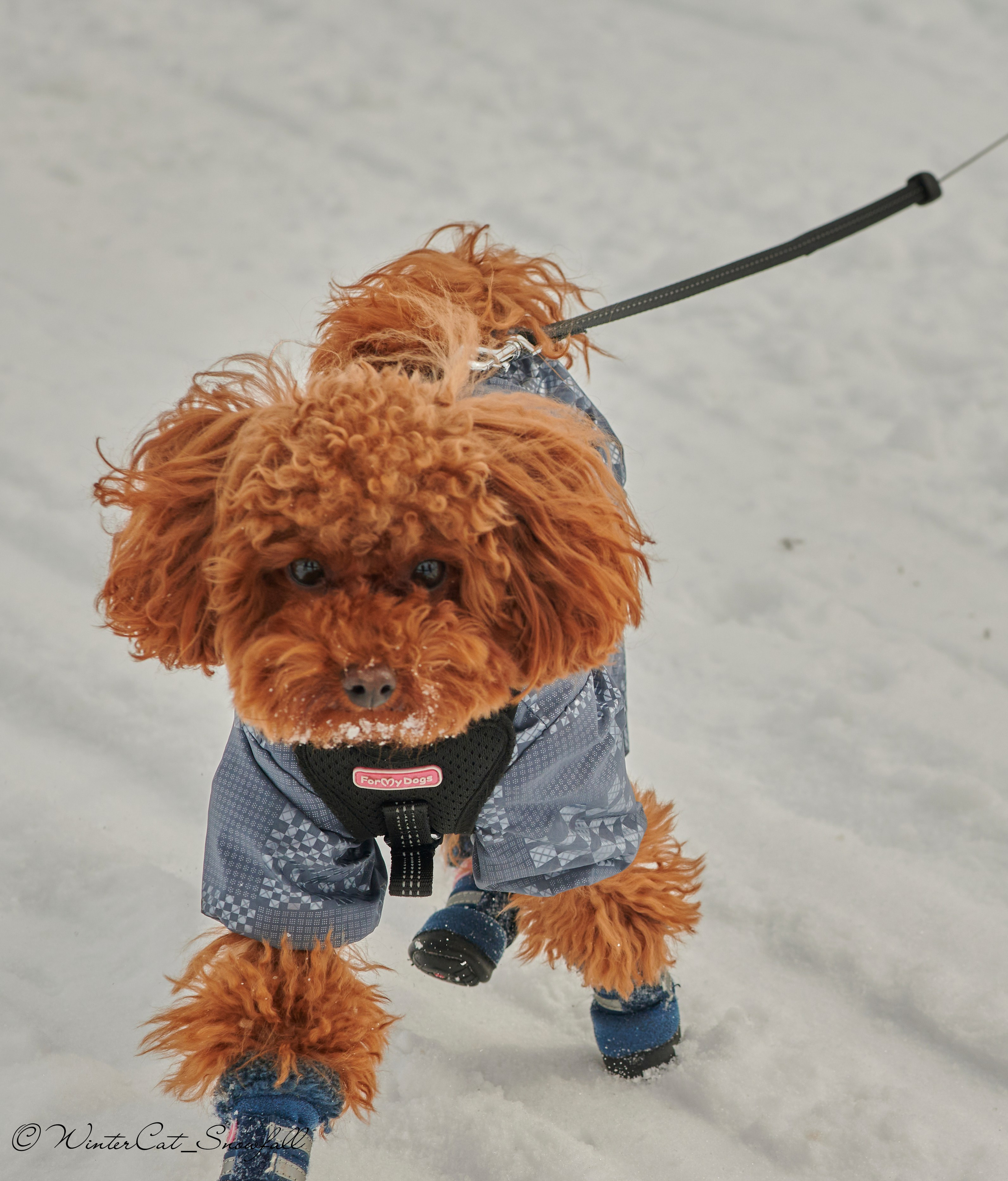 Дзяблу 30.03. Портретный и репортажный фотограф в Магадане Андрей Нефедов WinterCatPhoto