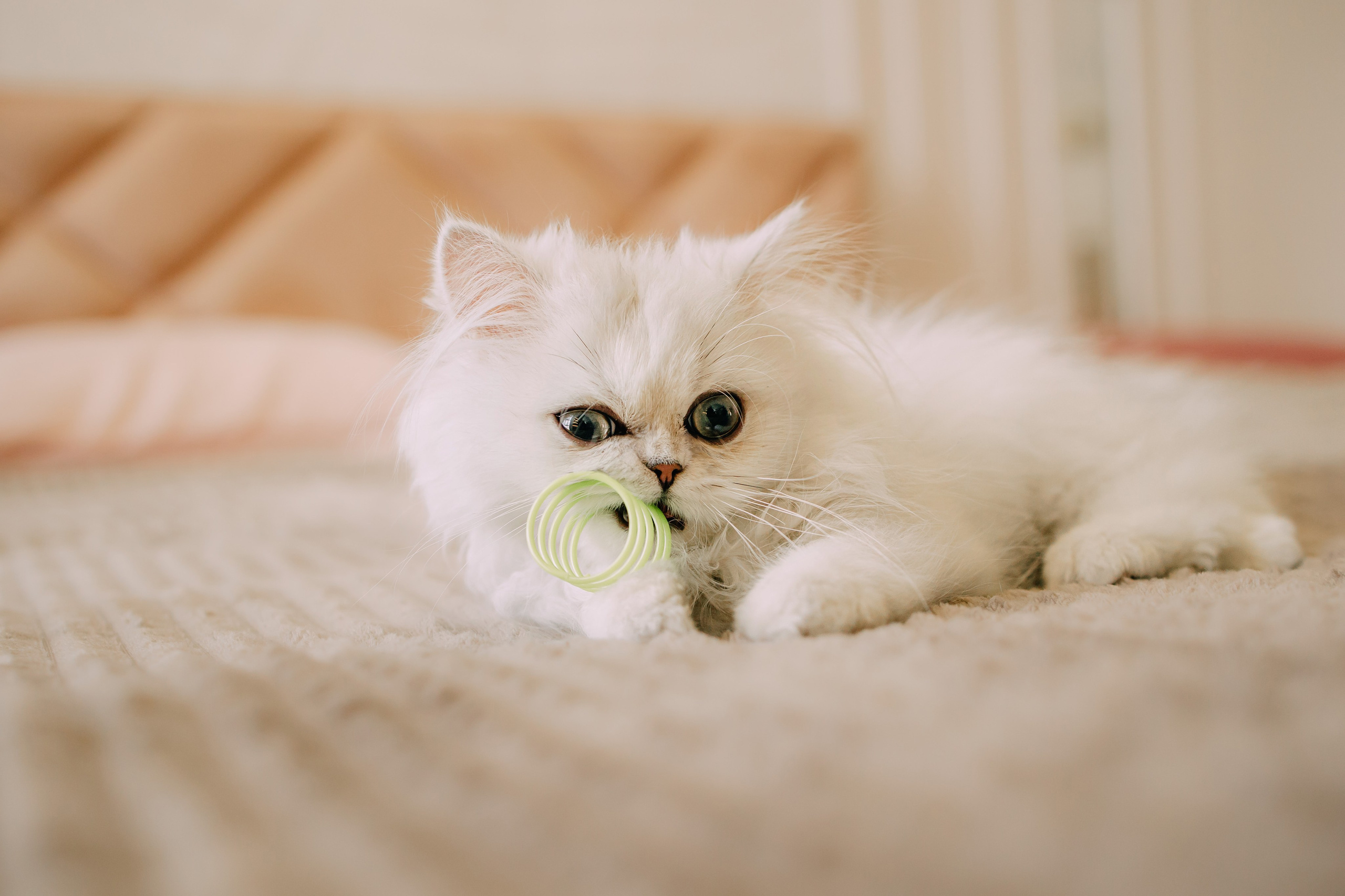 Султан, Мэй Мэй и Шанталь и их семья