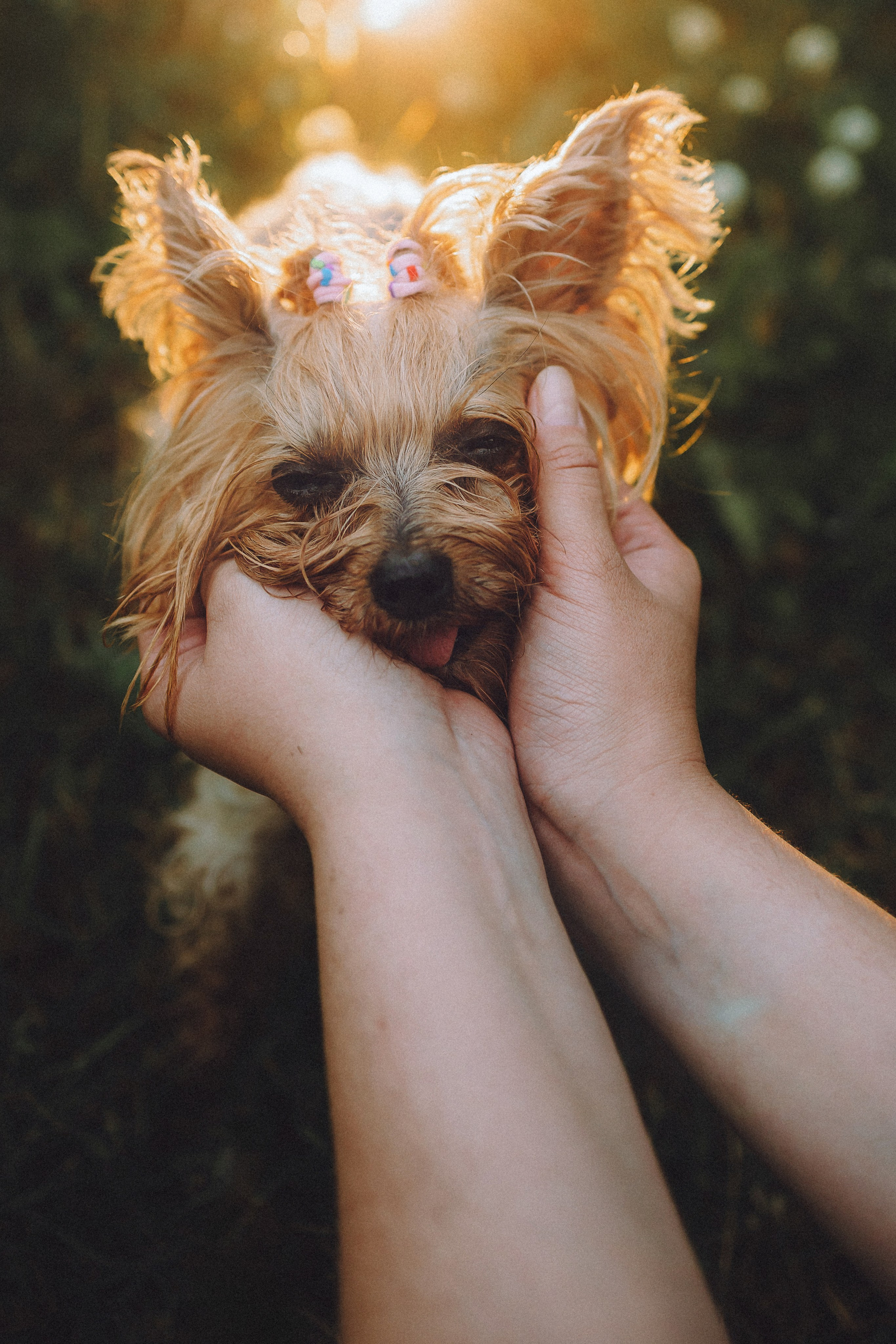 Даша и Дэзи