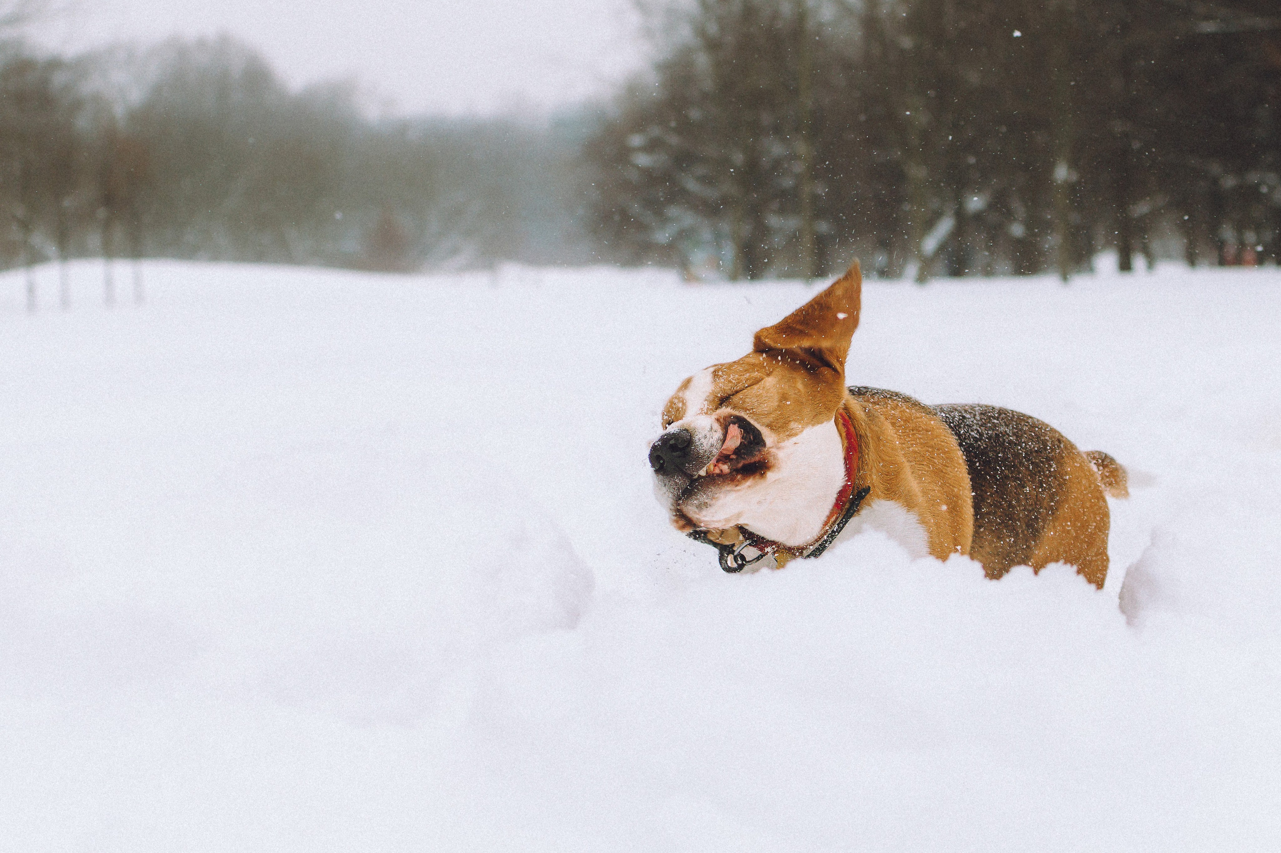 Роман, Портер и Коррес