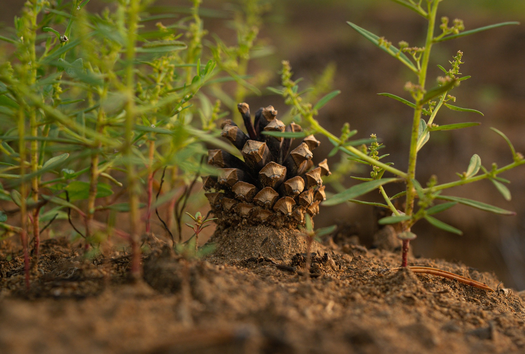 Разное. Репортажный фотограф г. Чита