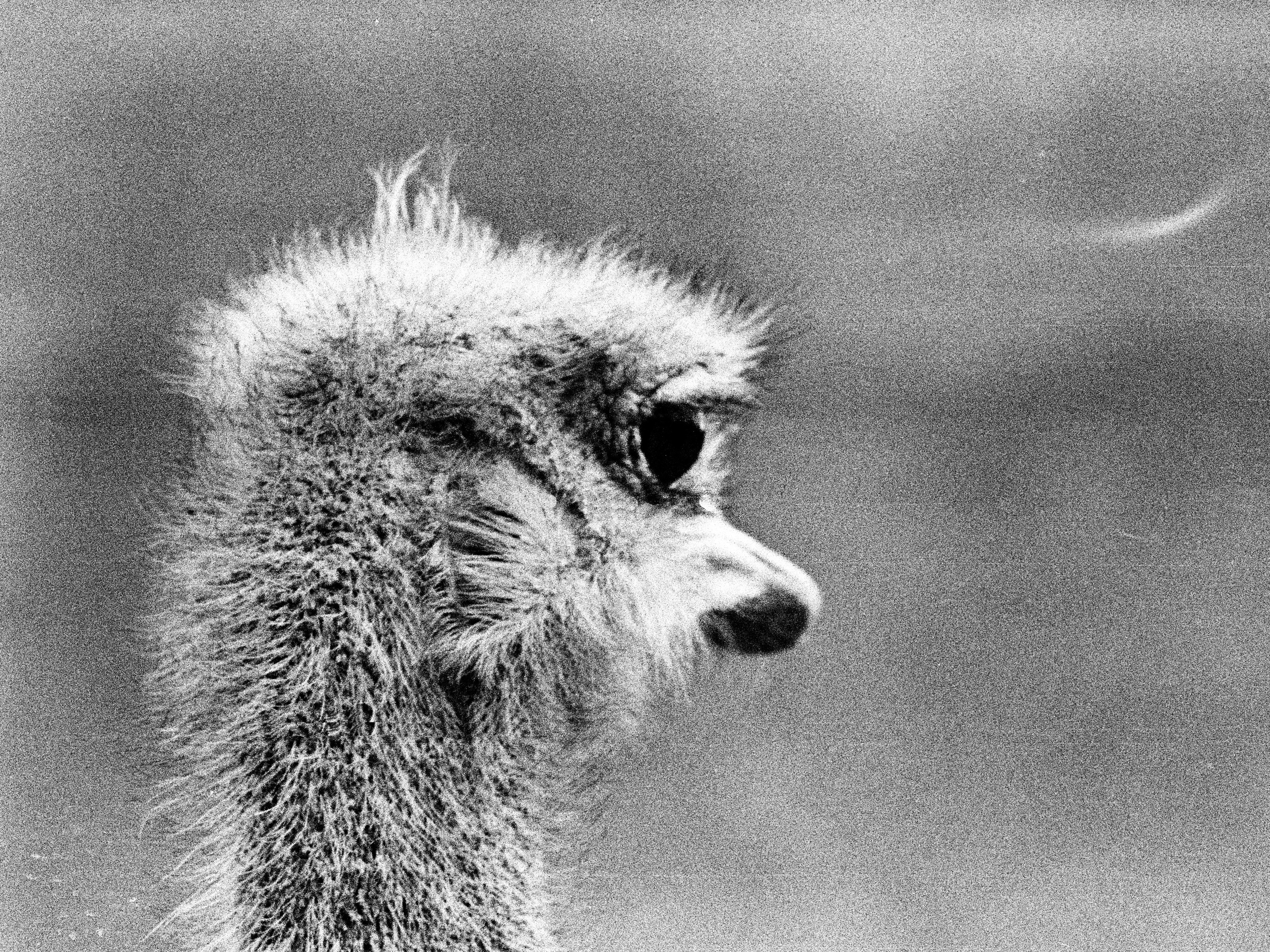 Записки охотника. Аналоговая фотография