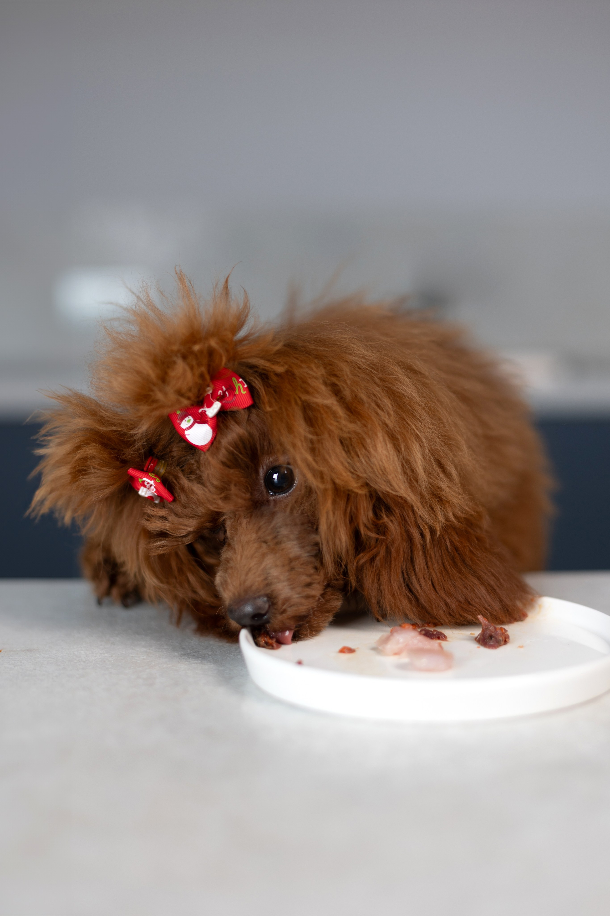 Best for friend (BFF). Фотограф анималист Кристина Карпова, Москва