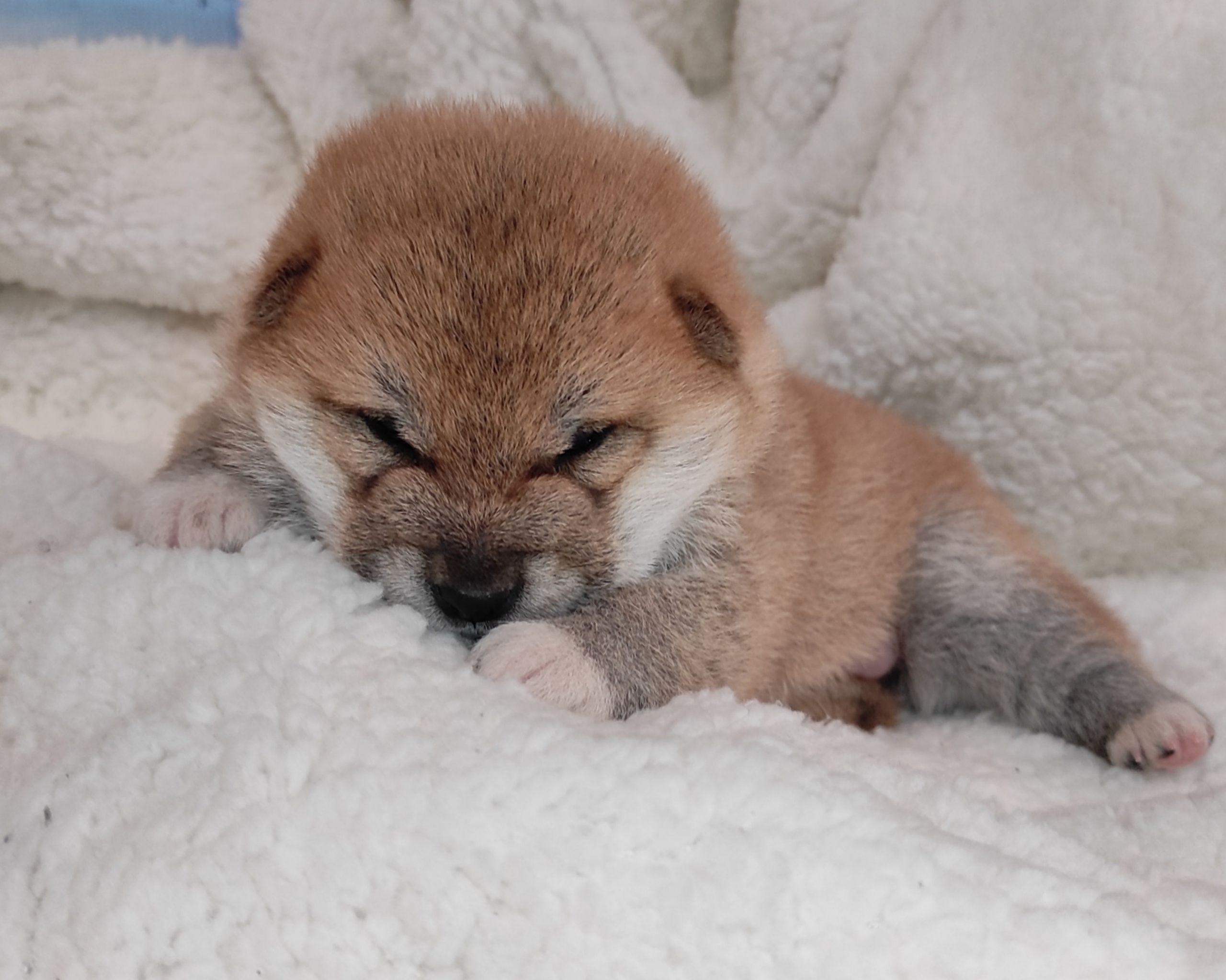 сиба питомник Рубилайт щенки на продажу rubylight  сиба щенки купить СПб Санкт-Петербург 