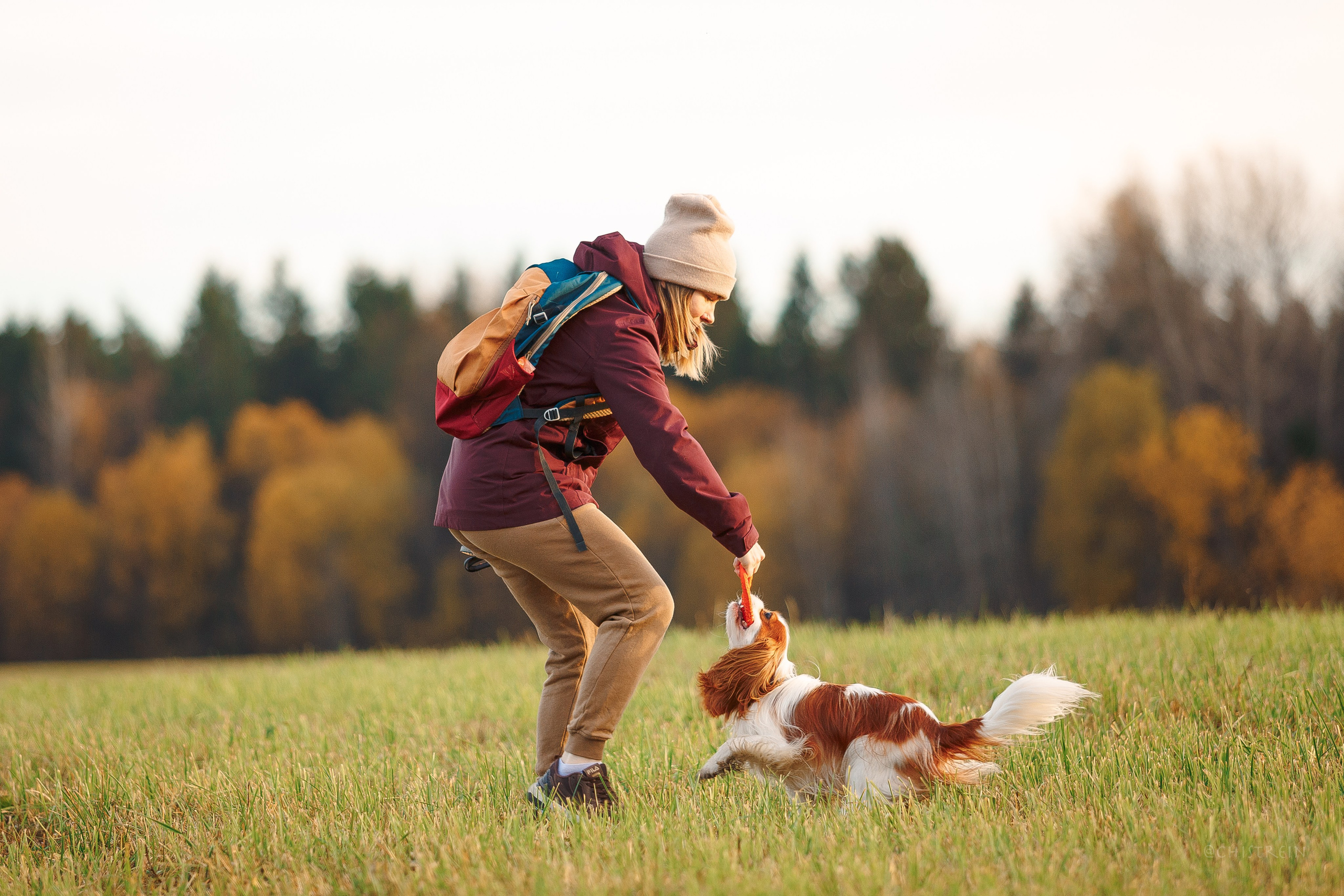 Октябрьский закат в полях. Алина и Лео. Фотограф-анималист Наталия Чистюхина в г. Сосновый Бор и ЛО