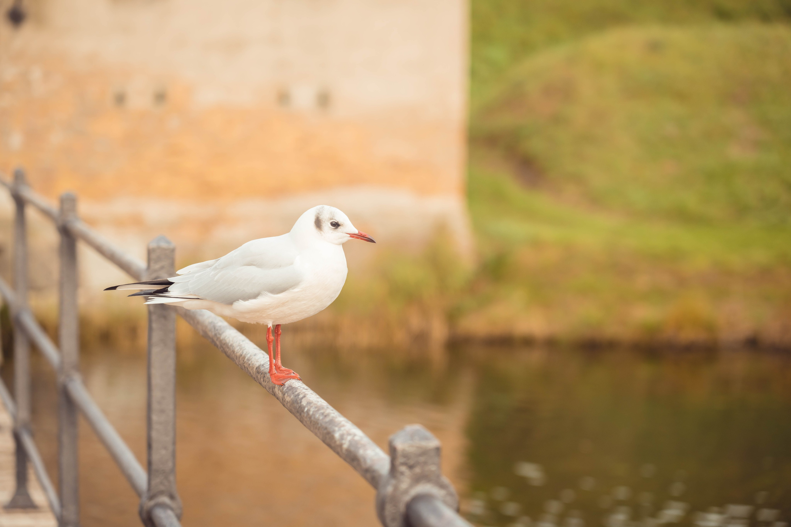 Дания. Фотографирую для себя, своей семьи и друзей!