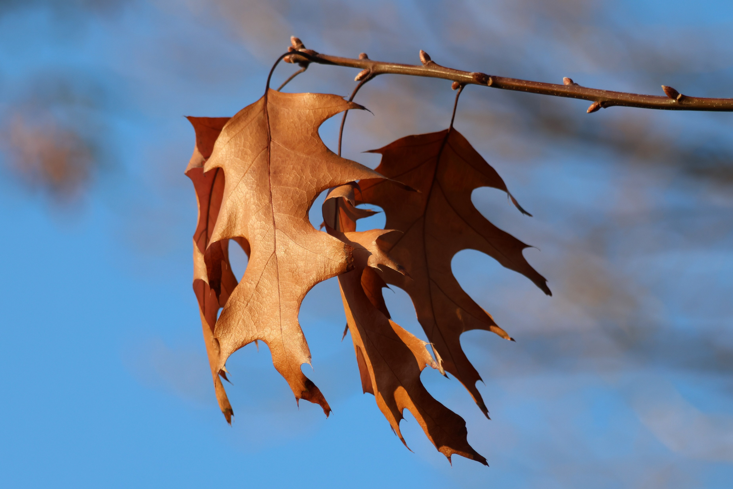 Цветочки-лепесточки. Фотограф Дмитрий Алексеев