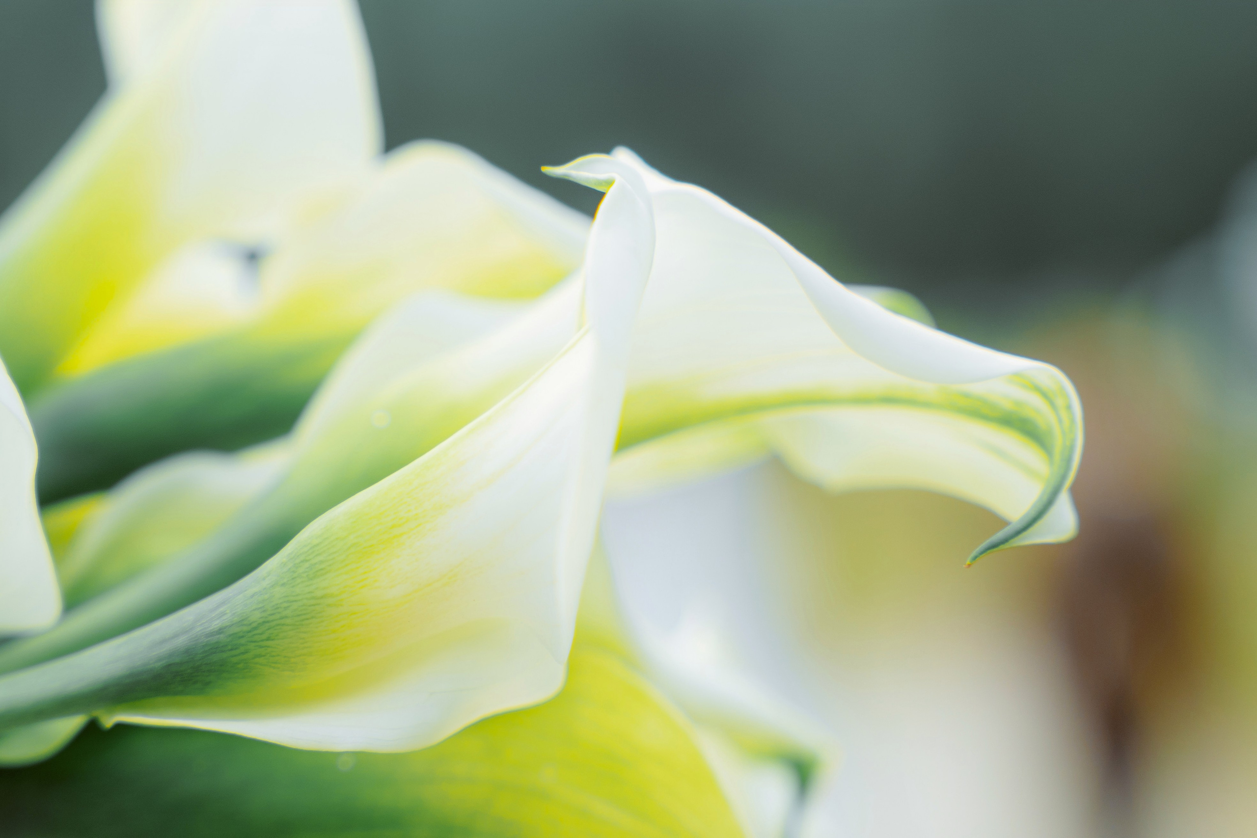 Роман и Елизавета