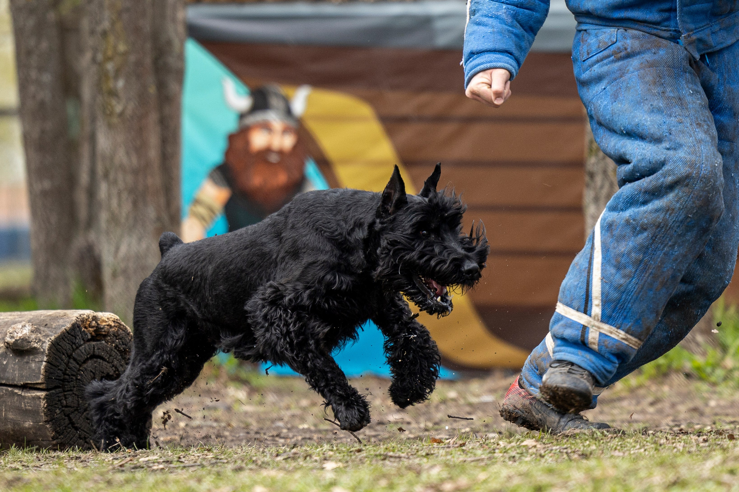 Квалификационные состязания по мондьорингу г. Вологда 11.05.24. Фотограф-анималист Анна Маринич