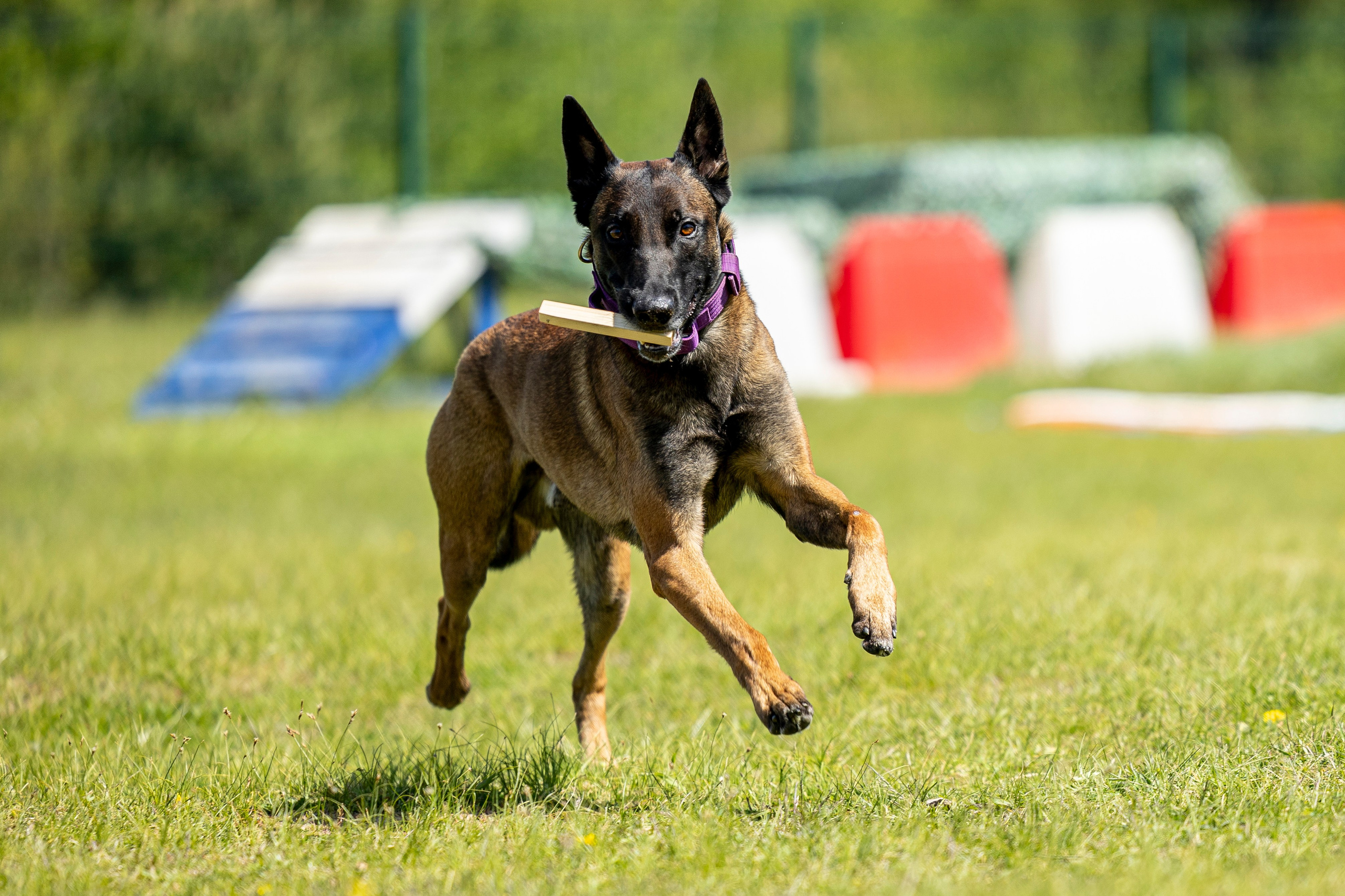 Испытания по мондьорингу в Нижнем Новгороде. Фотограф-анималист Анна Маринич