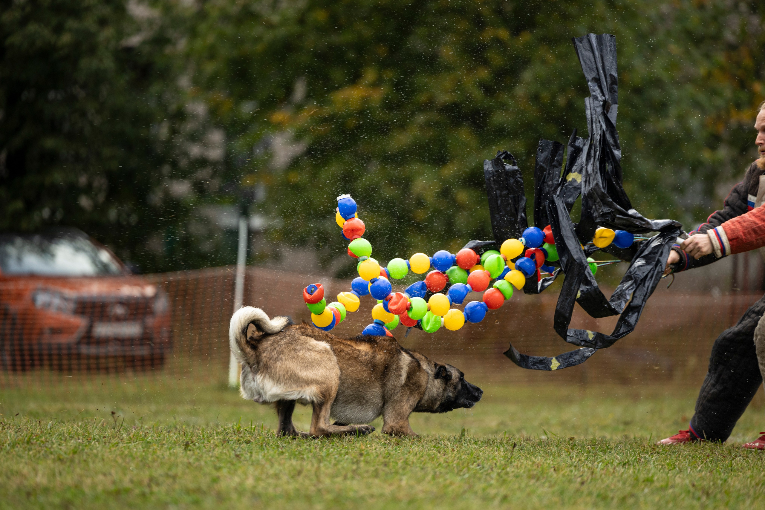 Испытания по Мондьорингу г. Пушкин. Фотограф-анималист Анна Маринич