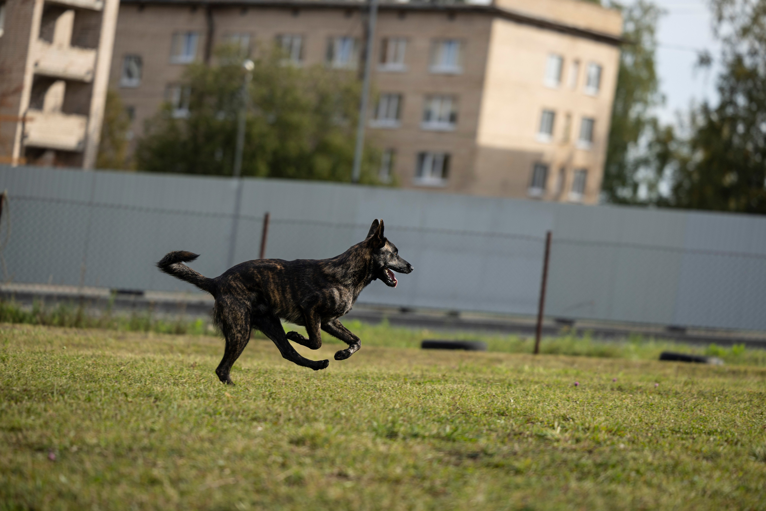 Испытания по Мондьорингу г. Пушкин. Фотограф-анималист Анна Маринич