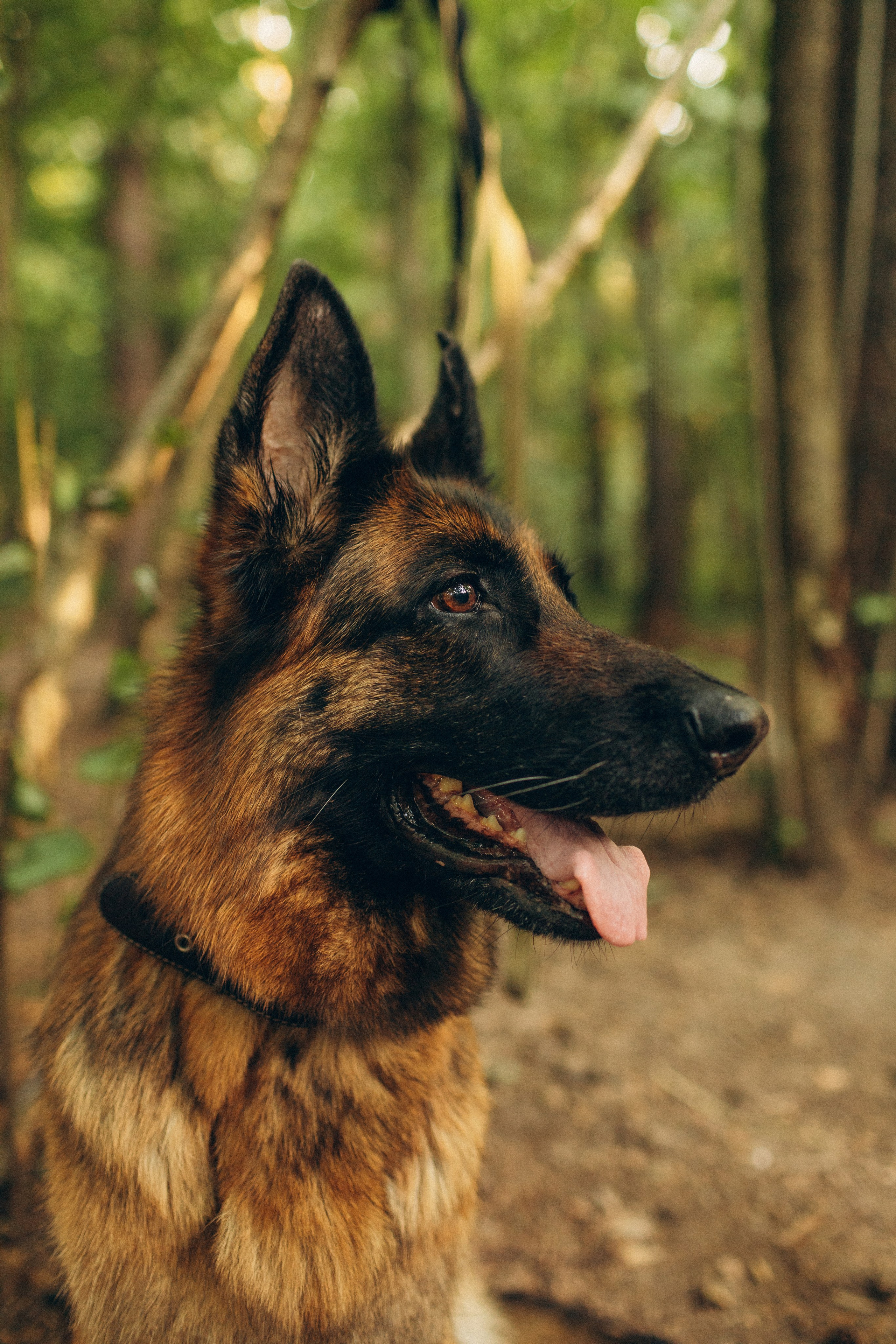 Саша, Дима, Маша, Герда и Хонда. Семейный фотограф в Москве Валерия Карпова