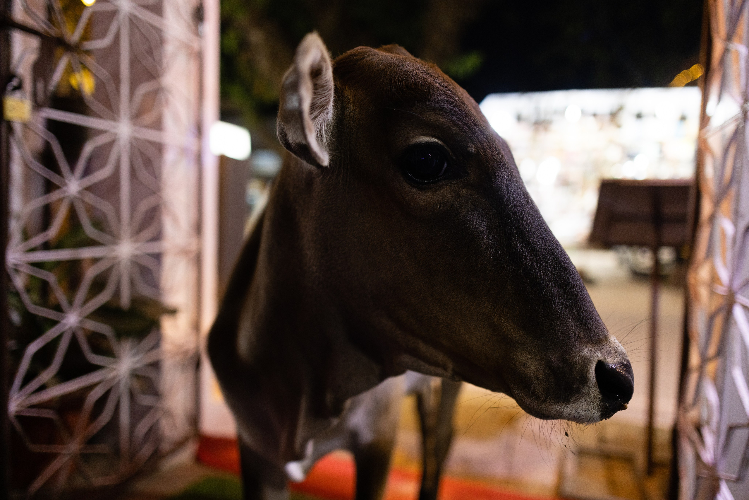 ГОА 2024. Руслан Плахтеев