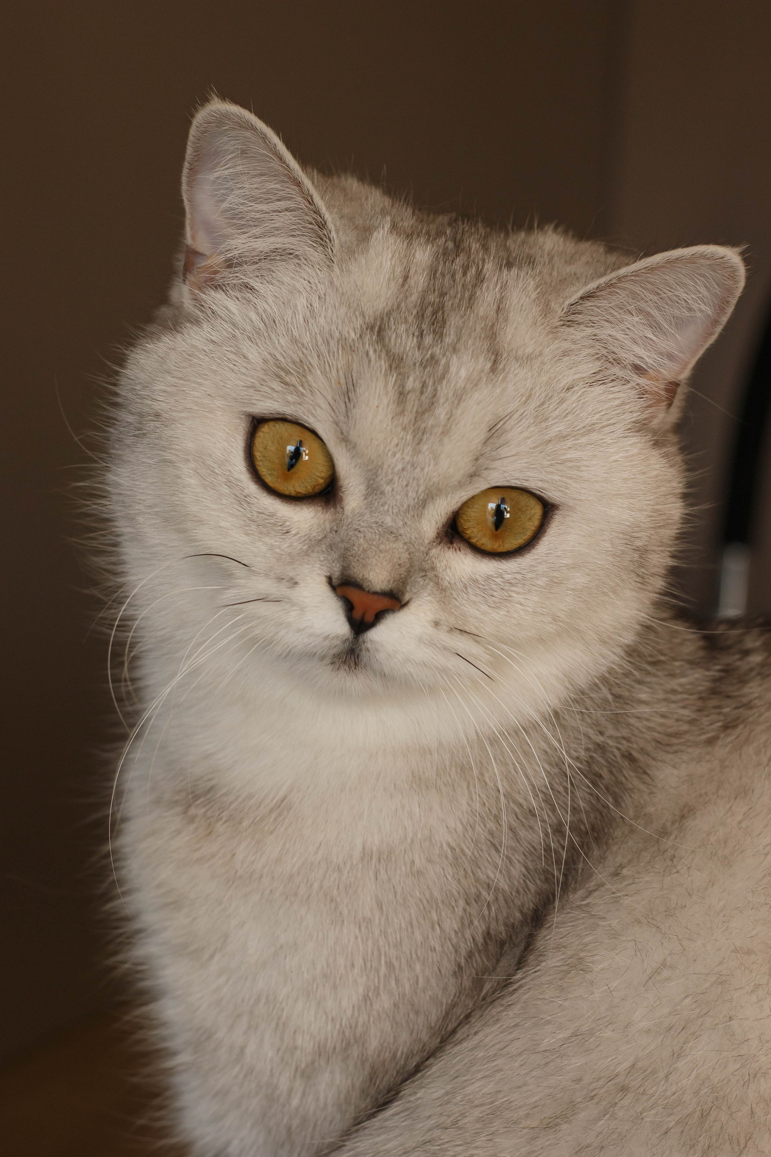 NASTYA & KITTI. Бережно сохраняю ваши чувства и истории на своих фотографиях