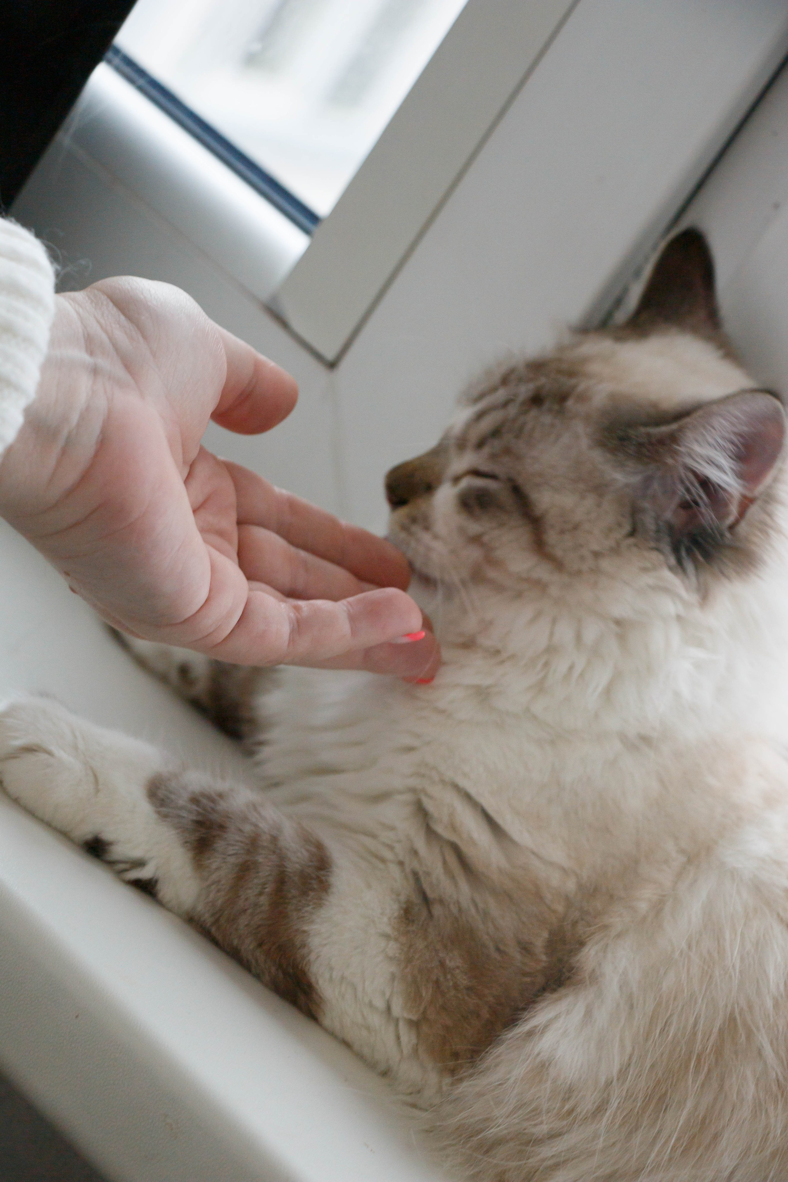 Kristina & Miya. Бережно сохраняю ваши чувства и истории на своих фотографиях