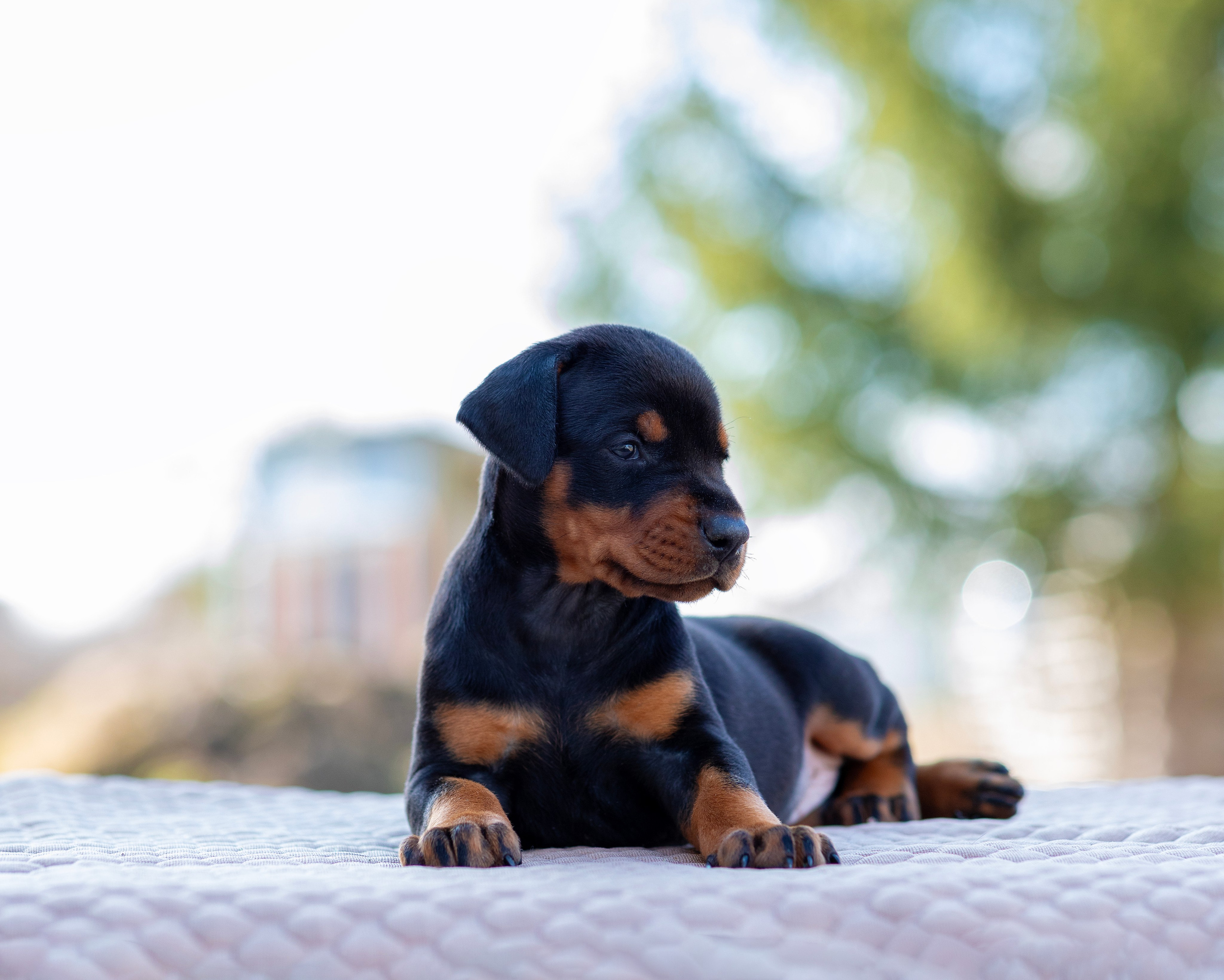 Доберман. Фотограф — анималист Татьяна Ли