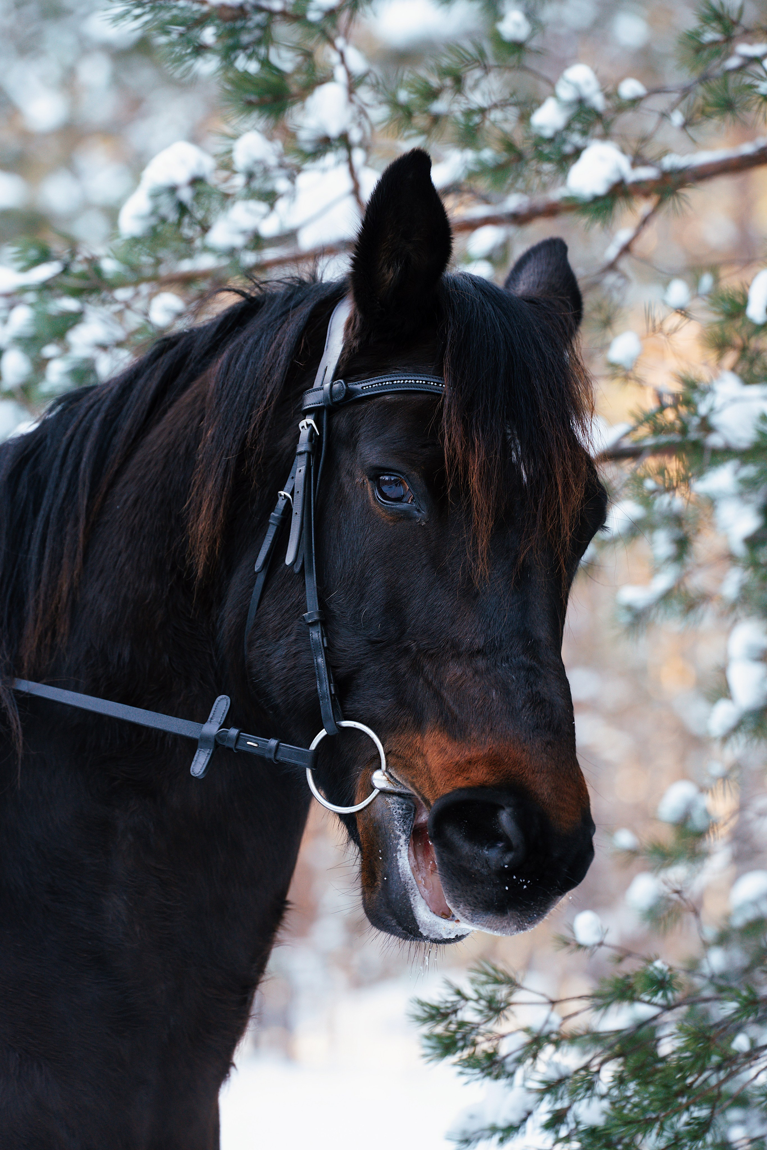 Конные. Фотограф Сибирика (Ирина Кузнецова), Санкт-Петербург и ЛО — портреты, свадьбы и семейные съемки. Творческий подход и качественные фото