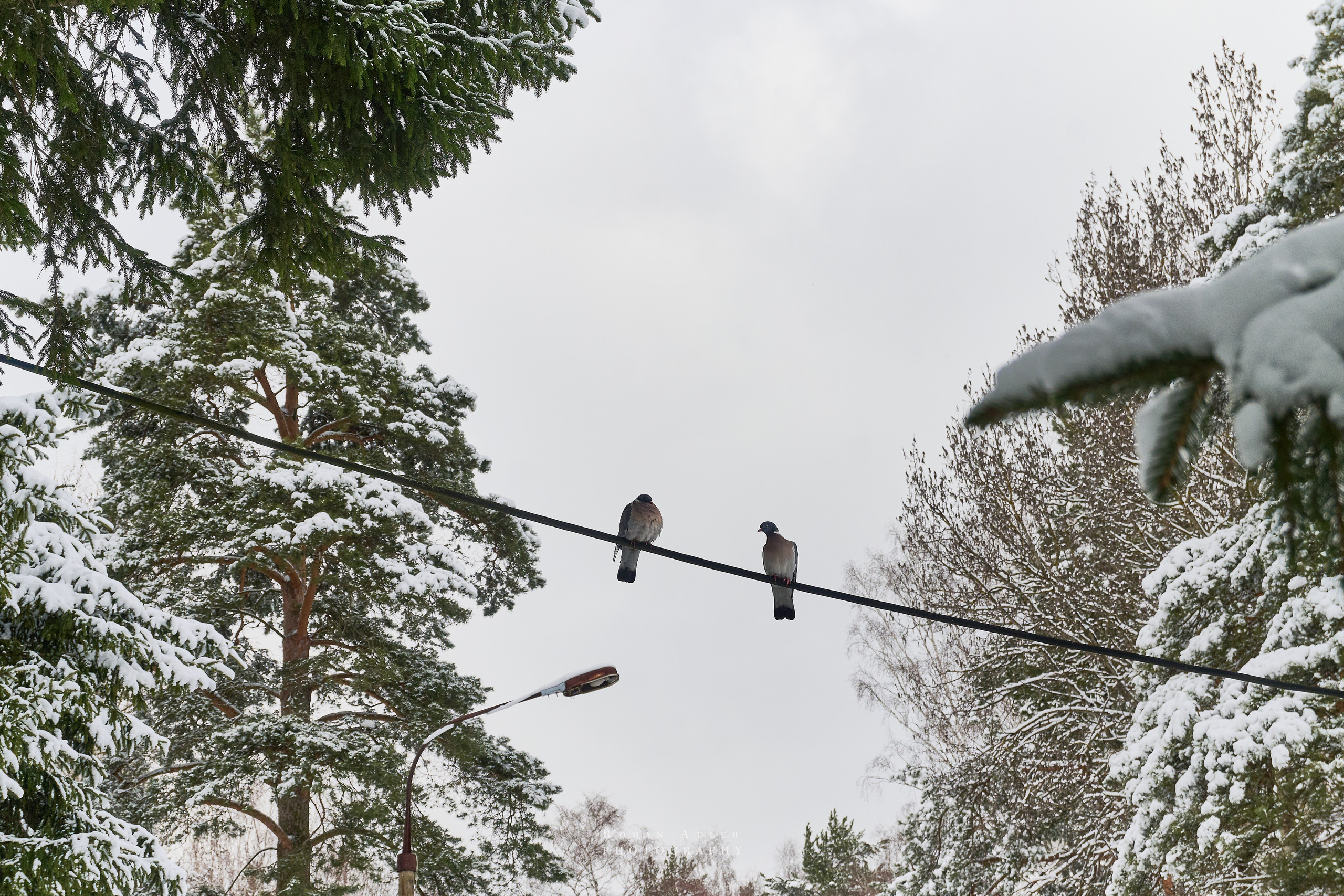 Апрельский снег. Москва 2025. Фотограф Роман Адлер