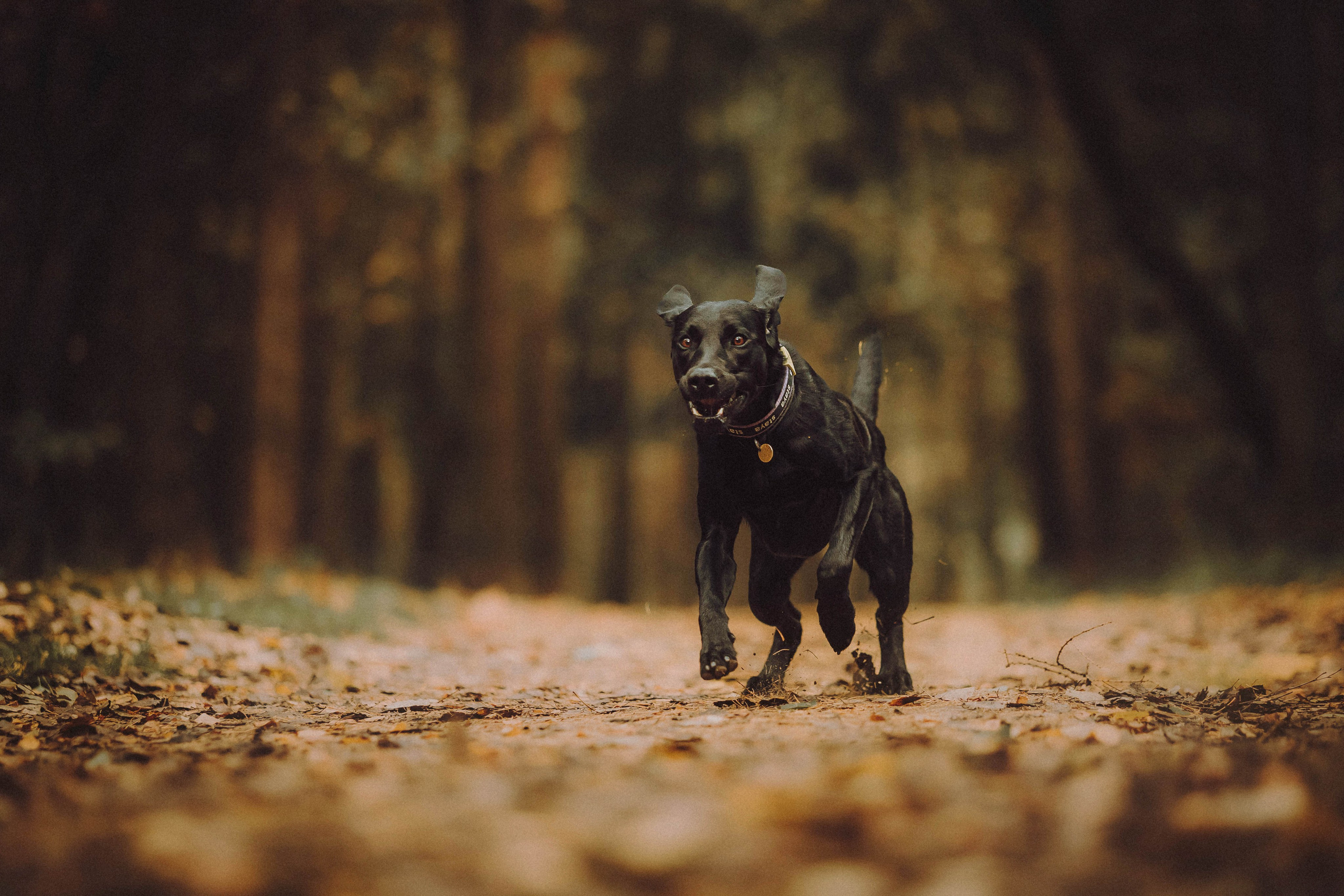 Аня, Нео и Луна