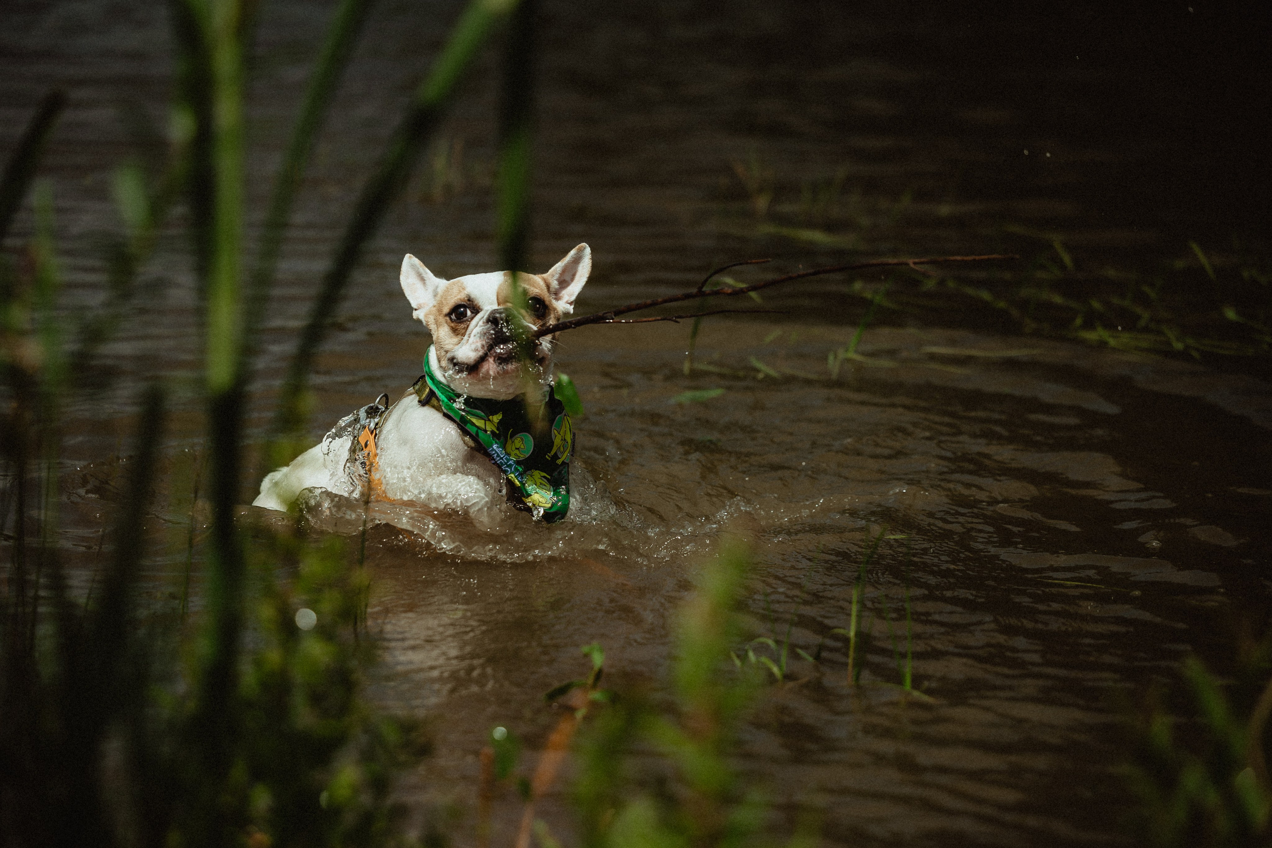 Выездной дог-тренинг от школы «Шерсть имею»