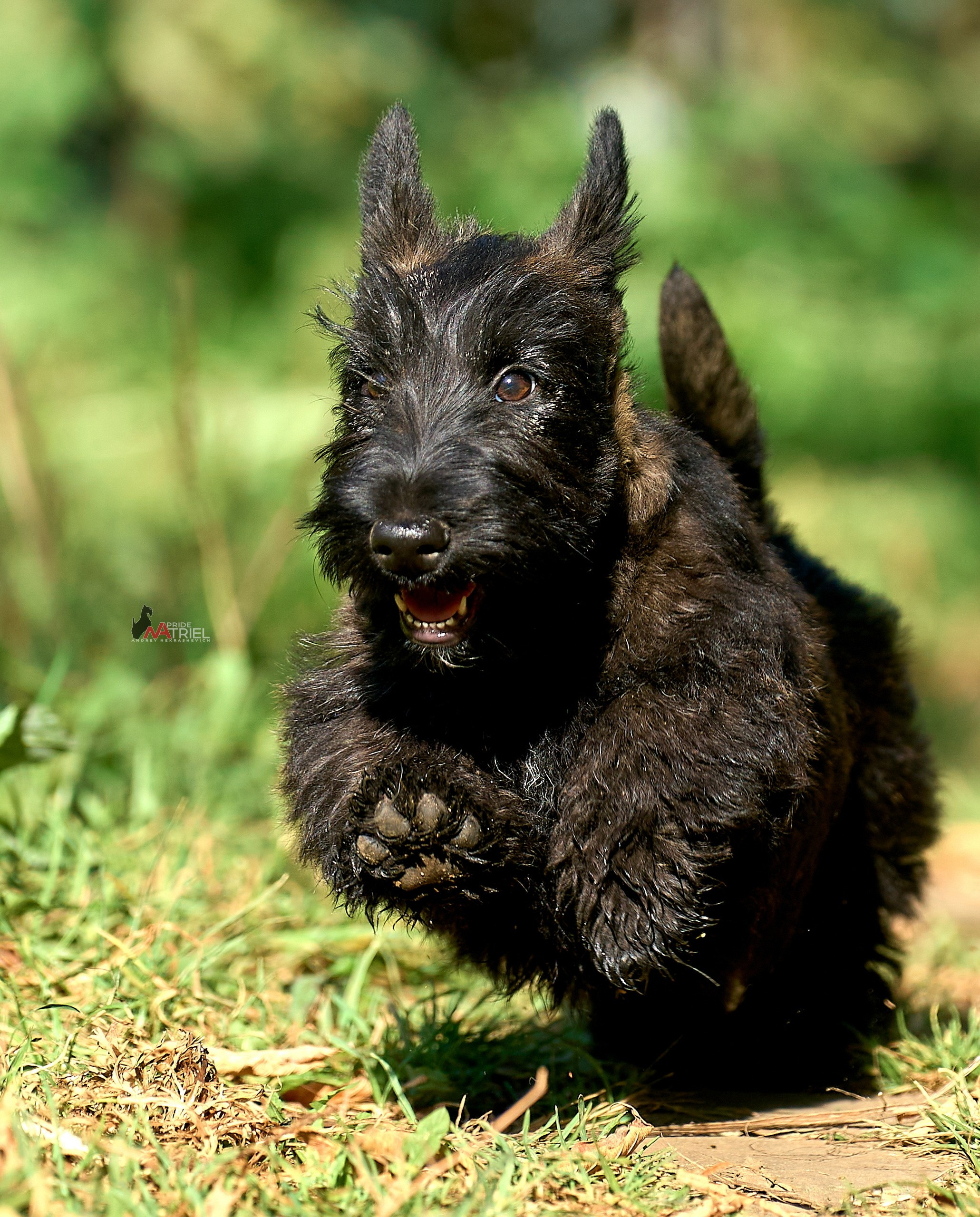 Щенки на прогулке — галерея NATRIEL