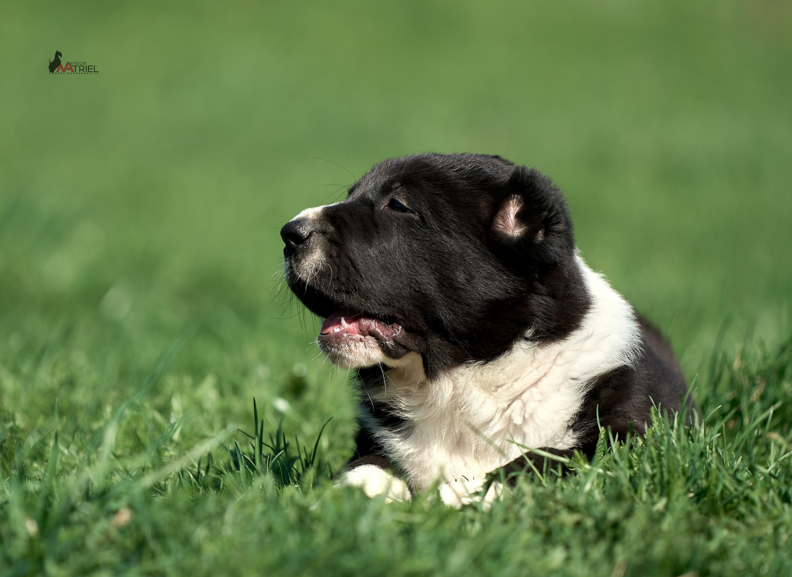 Среднеазиаты — щенки и взрослые