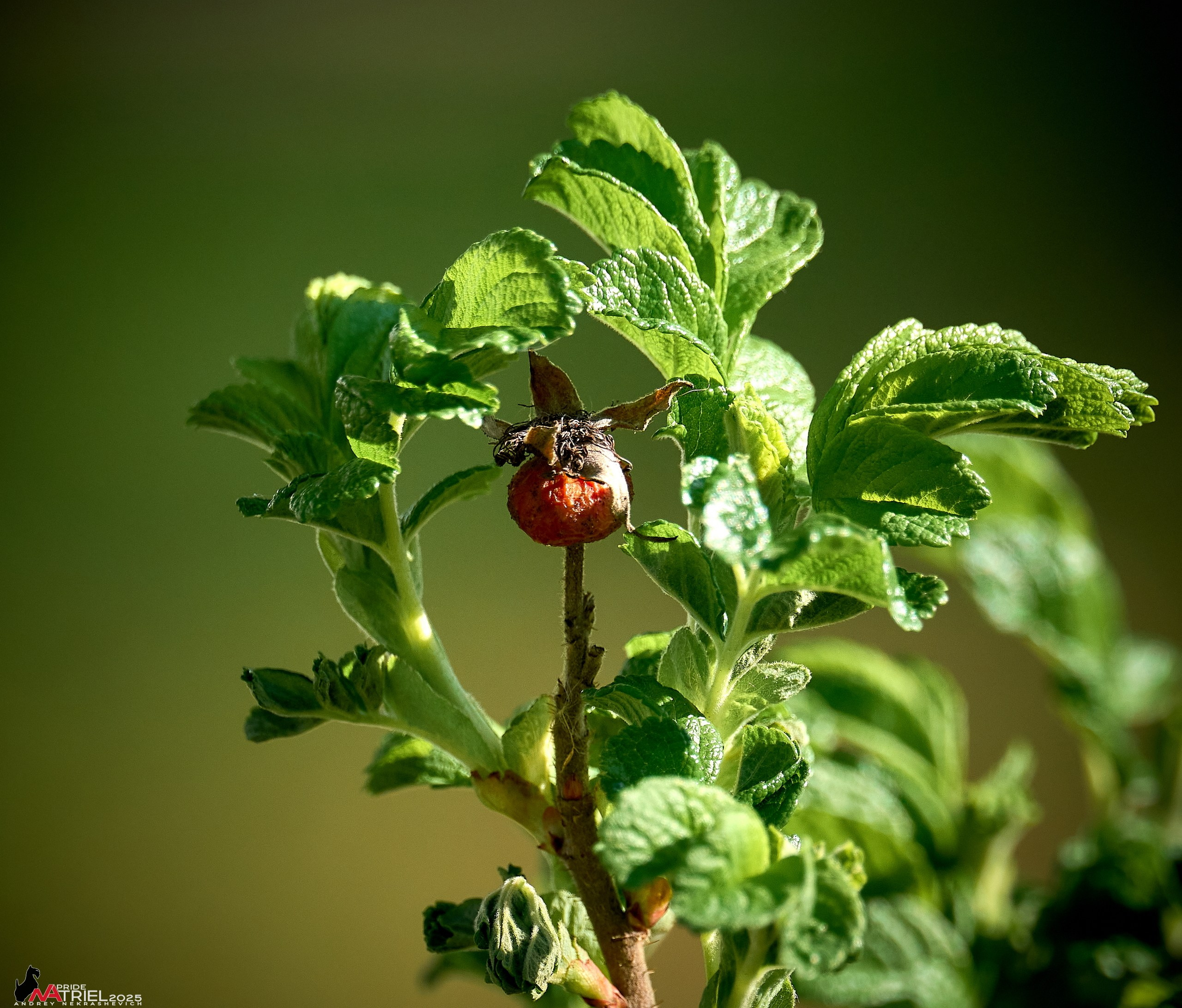 Природа в апреле. Всё в цветении!
