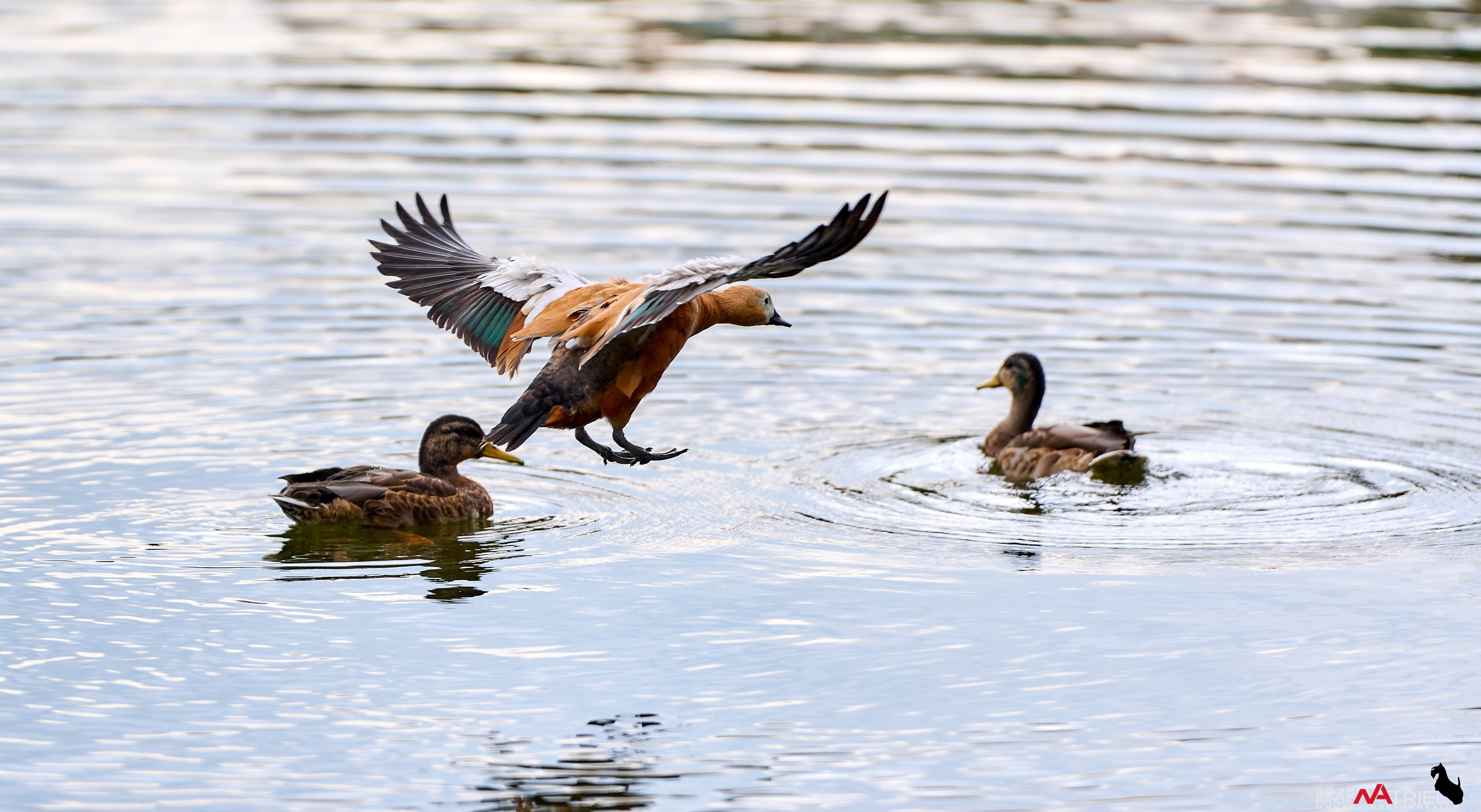 Утки на пруду