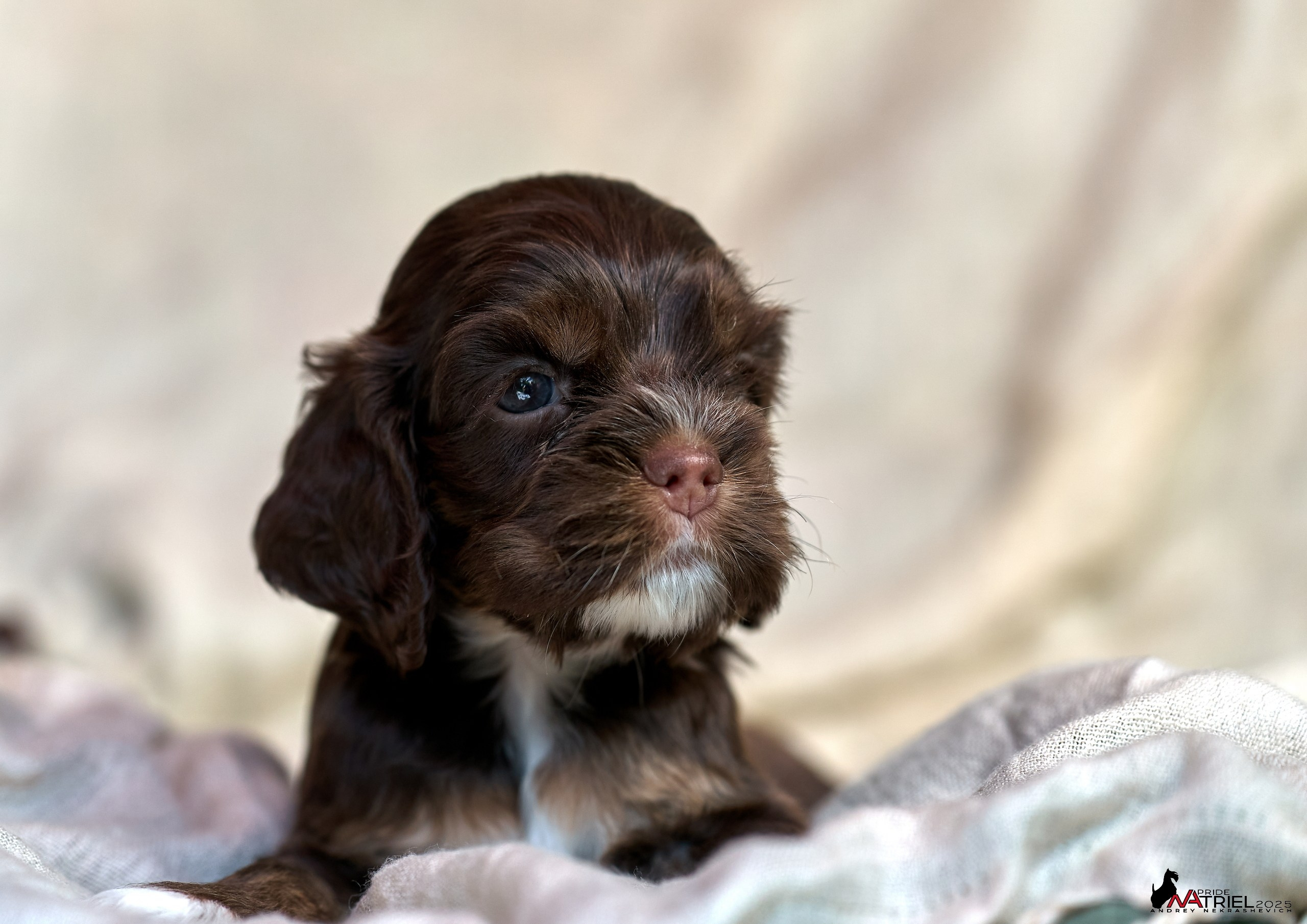 Щенки АмКокеров