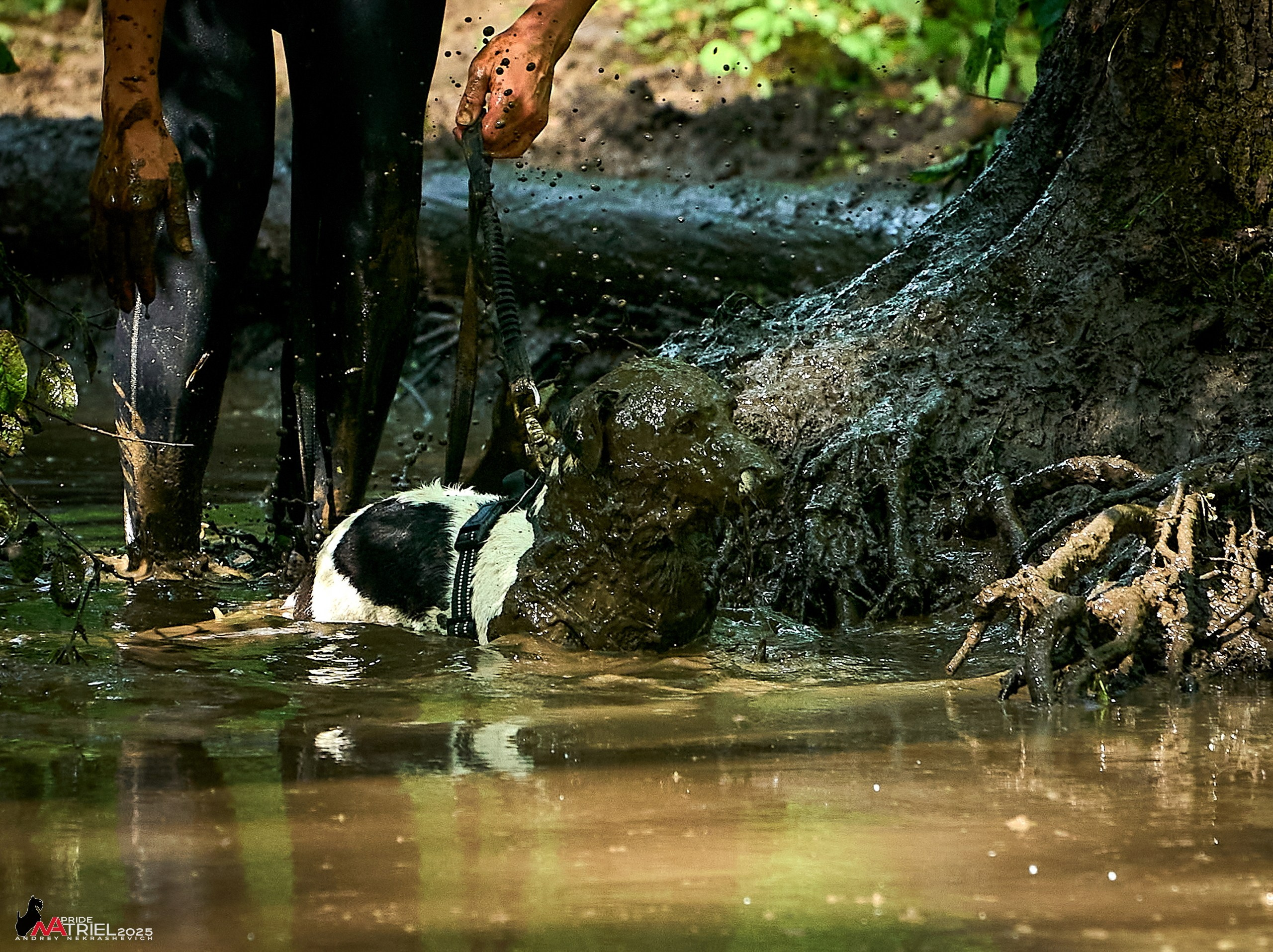 Russian Extreme Dog Trail — 2025