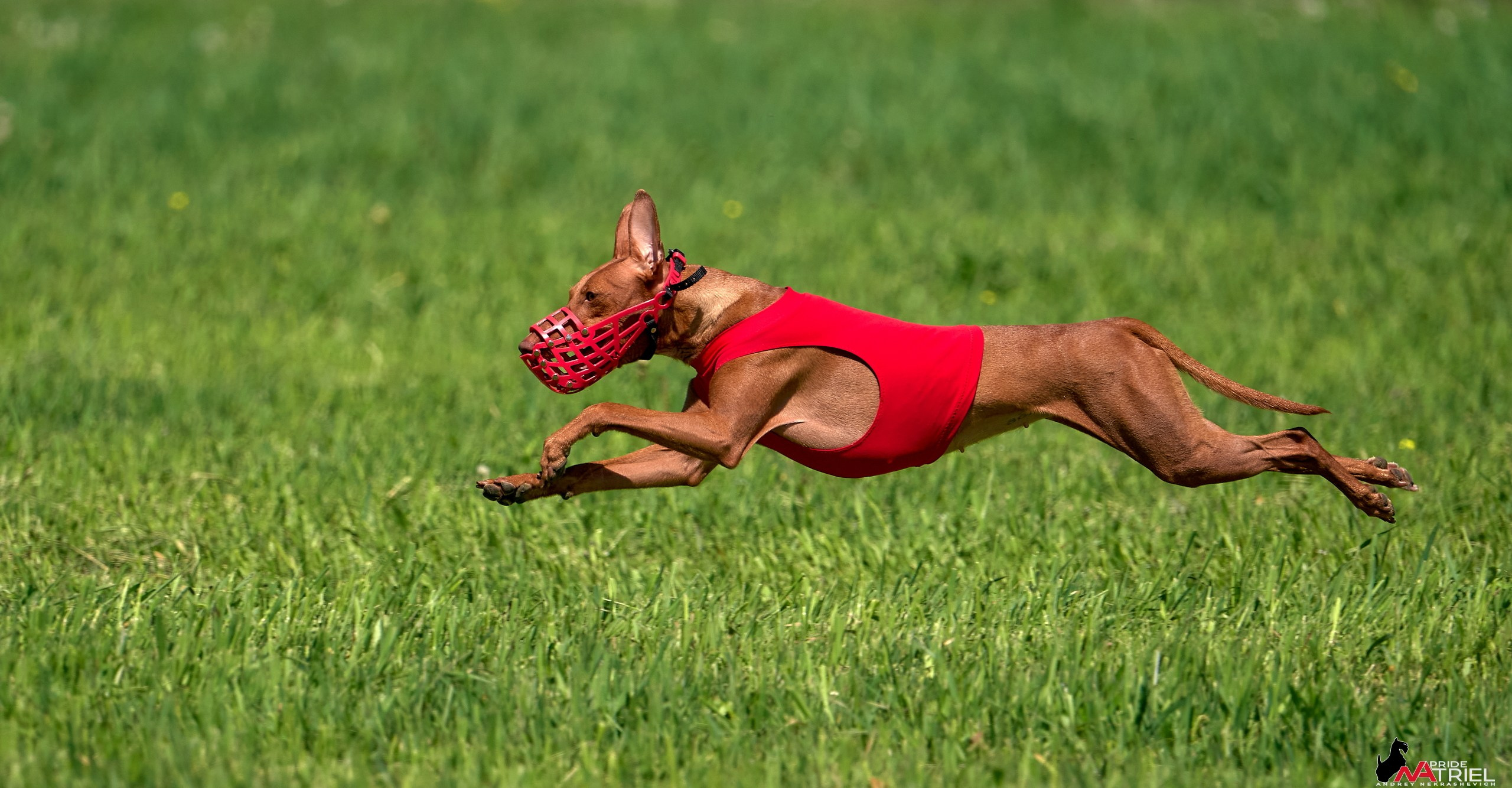Съемка курсинг — галерея NATRIEL