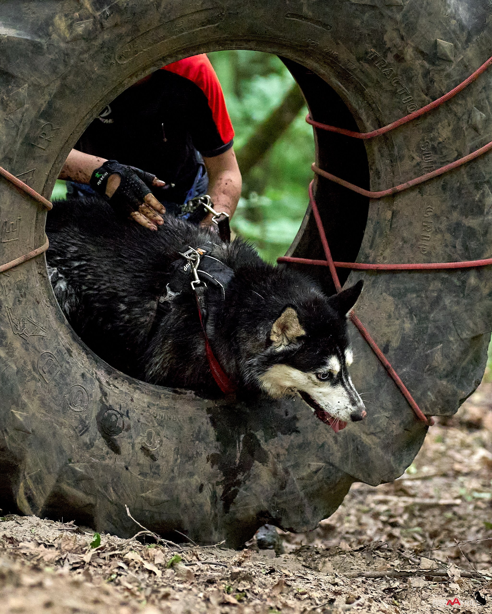 Russian Extreme Dog Trail — 2025