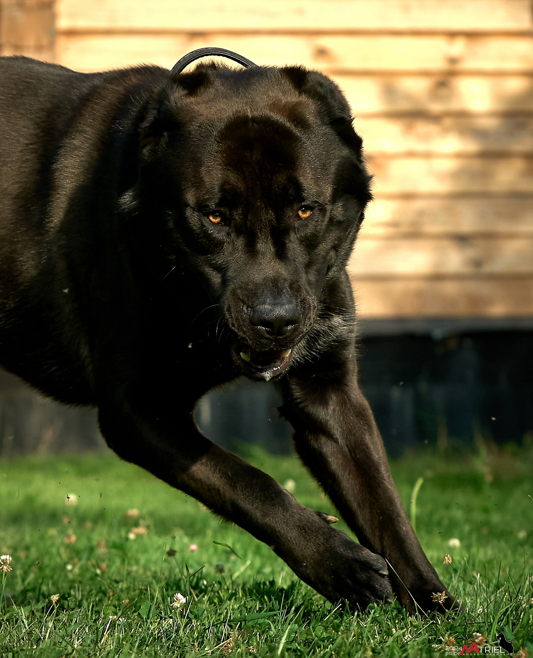 Съемка собак с выездом к Вам в дом