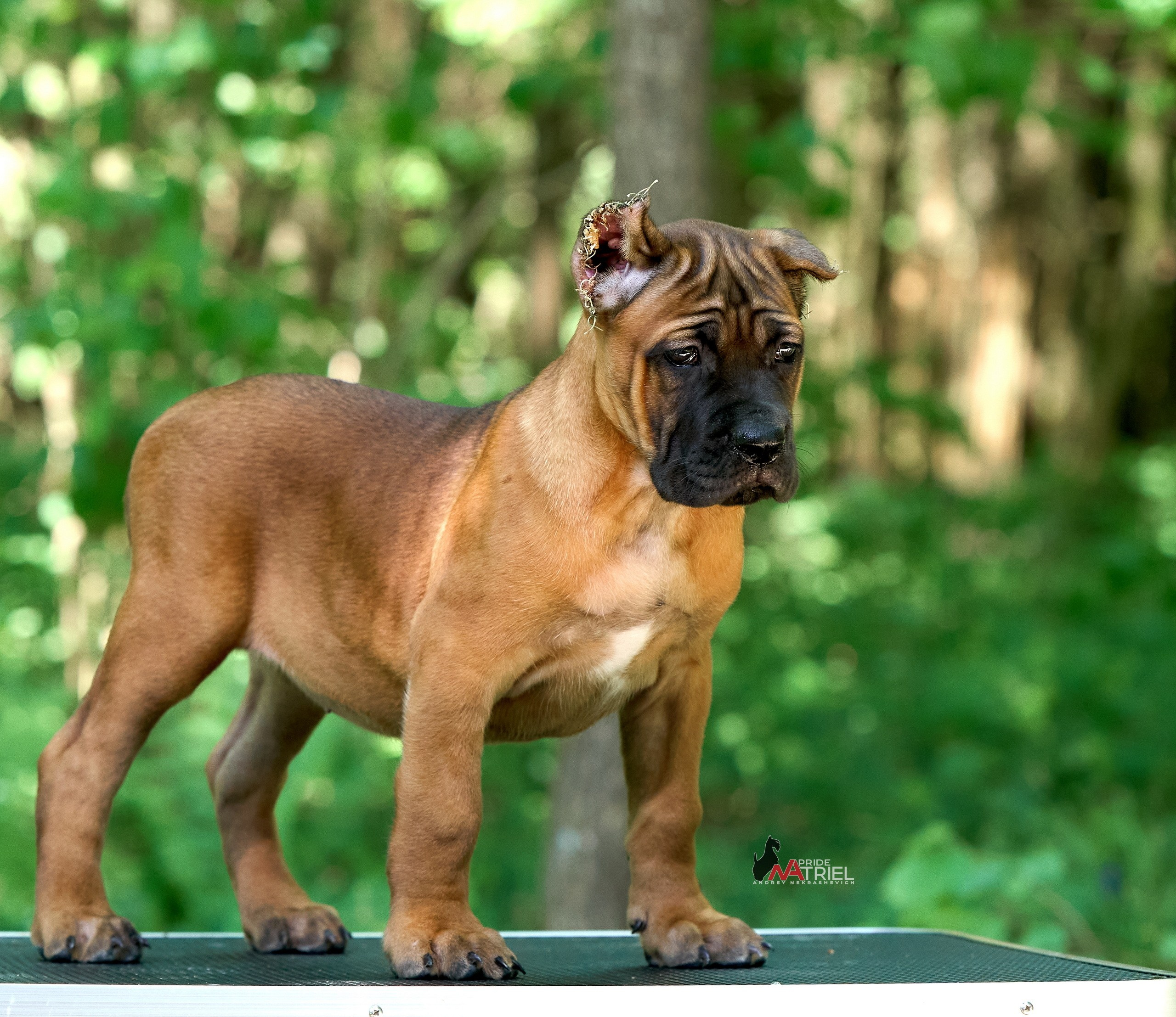 Щенки на прогулке — галерея NATRIEL