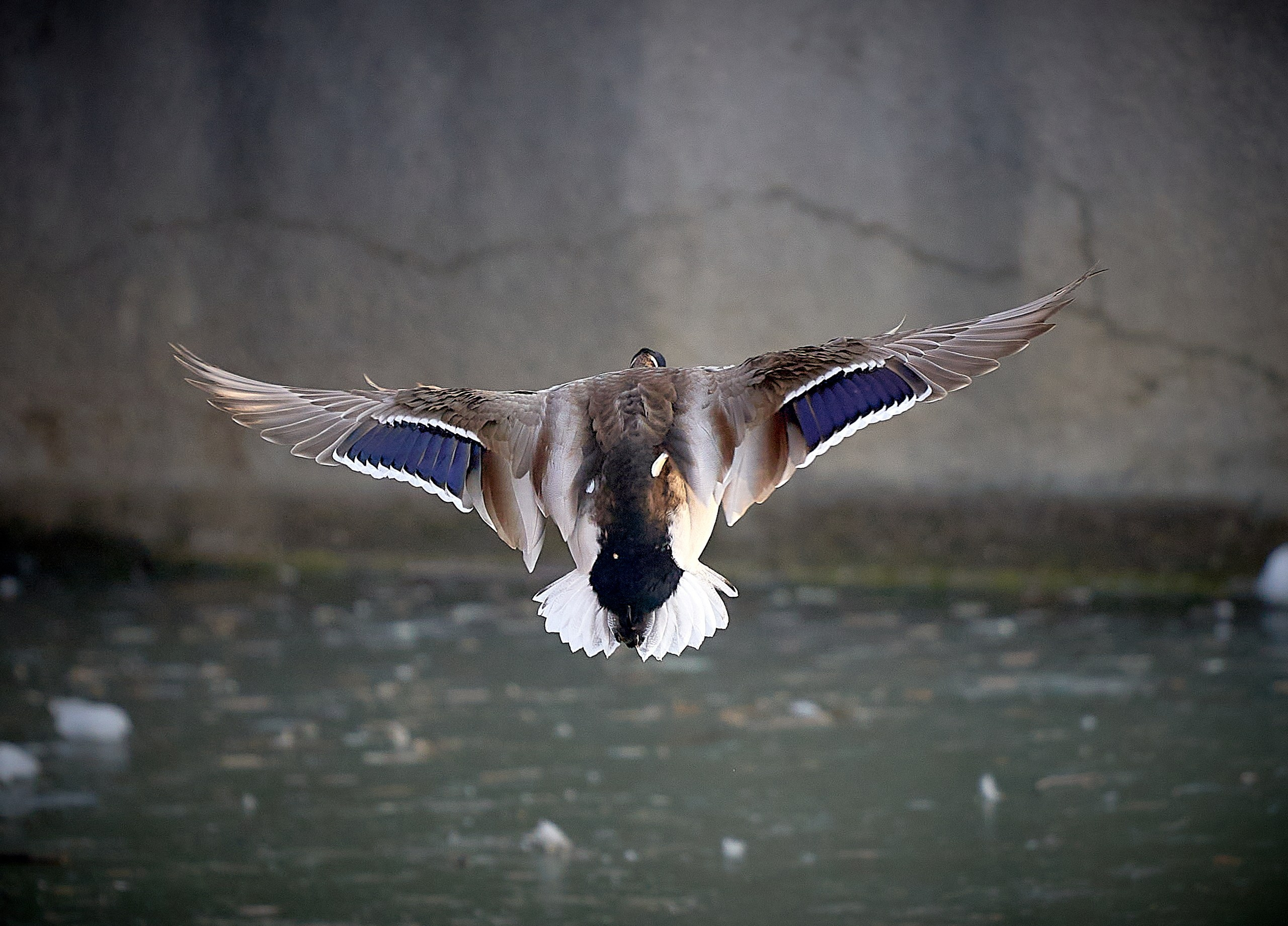Фото птиц — галерея NATRIEL