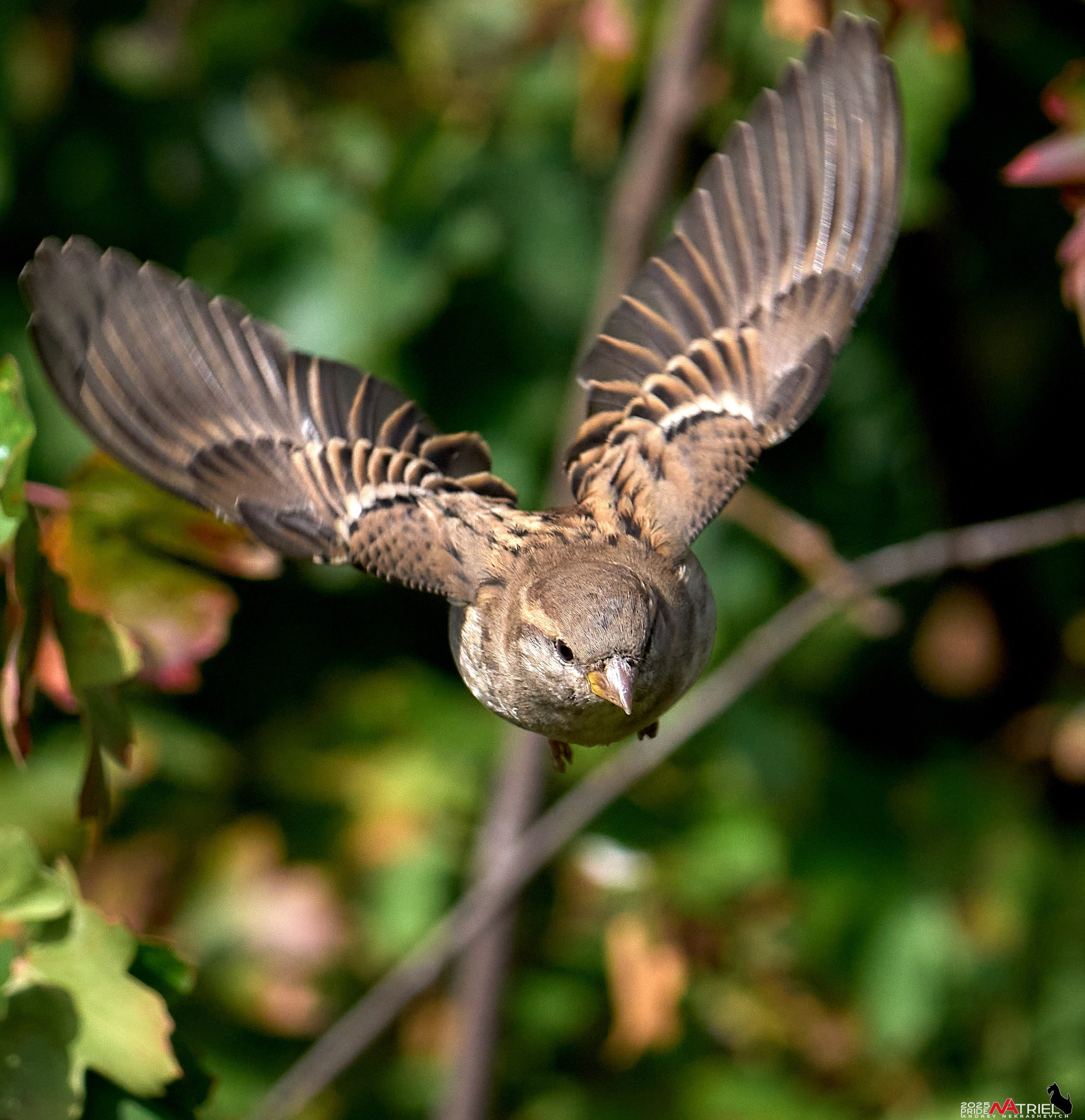 Съемка с объективом Sony 200-600 на камеру Sony A1m2