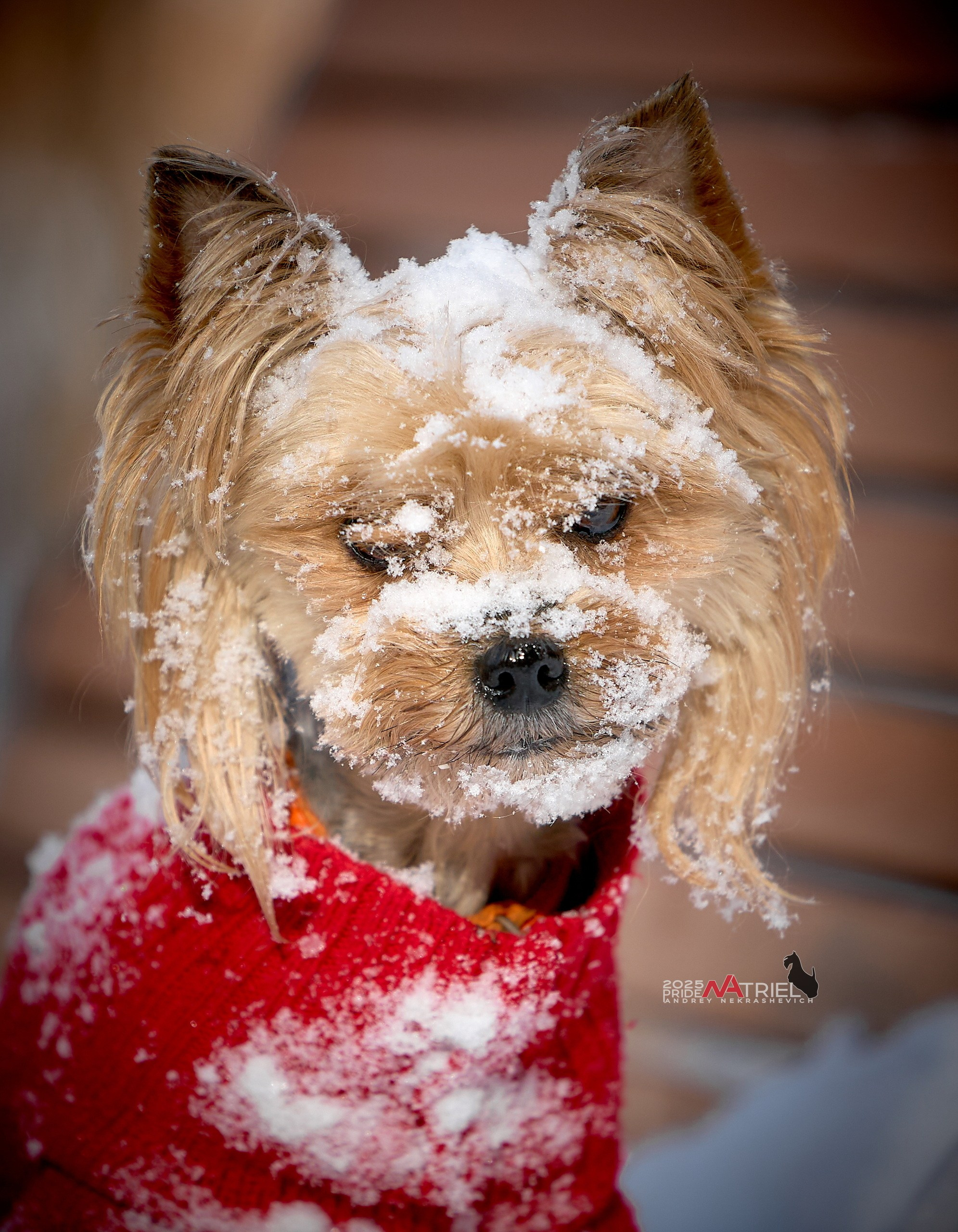 Фотопрогулка с моими собаками