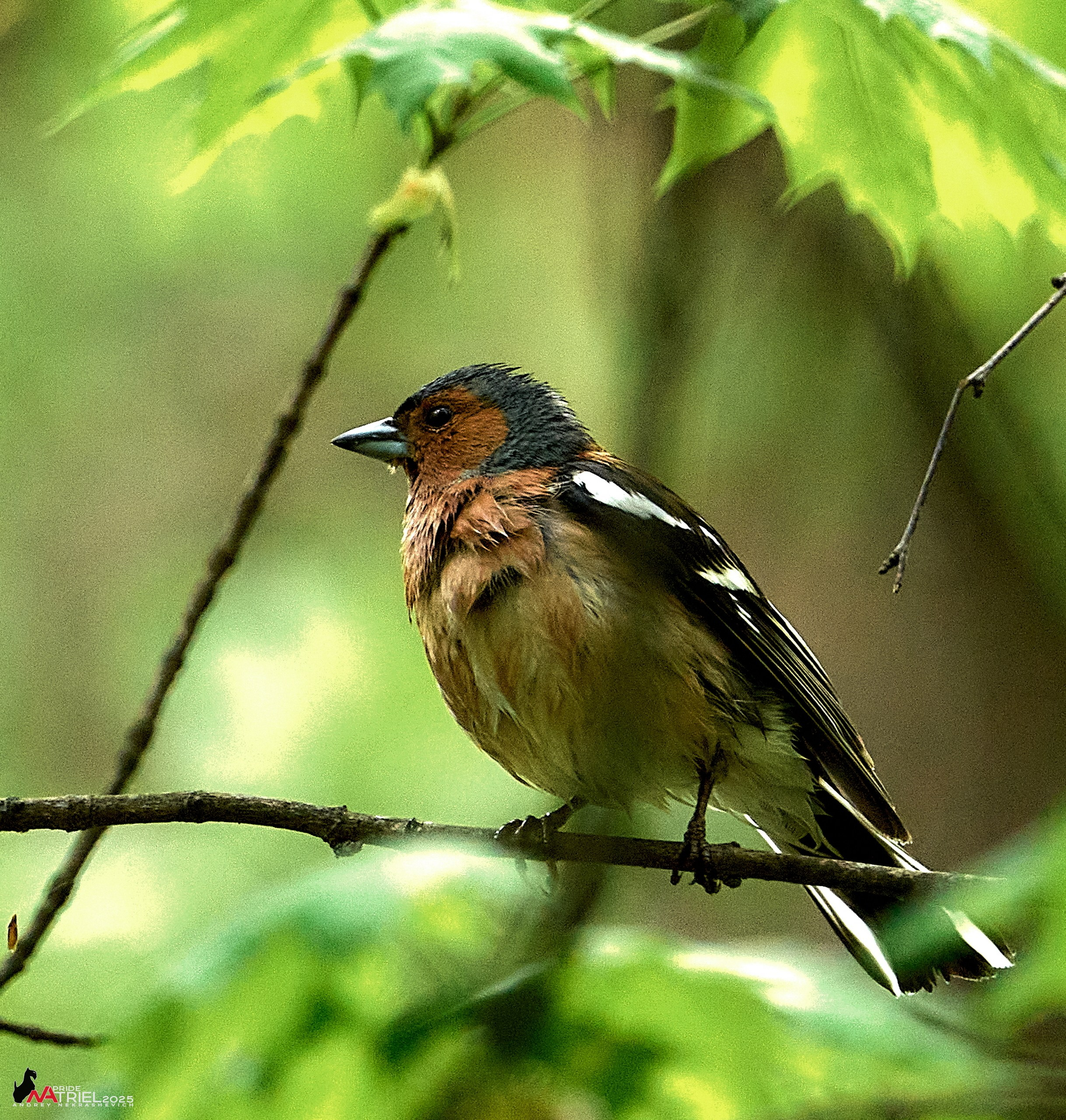 Съемка в майском лесу