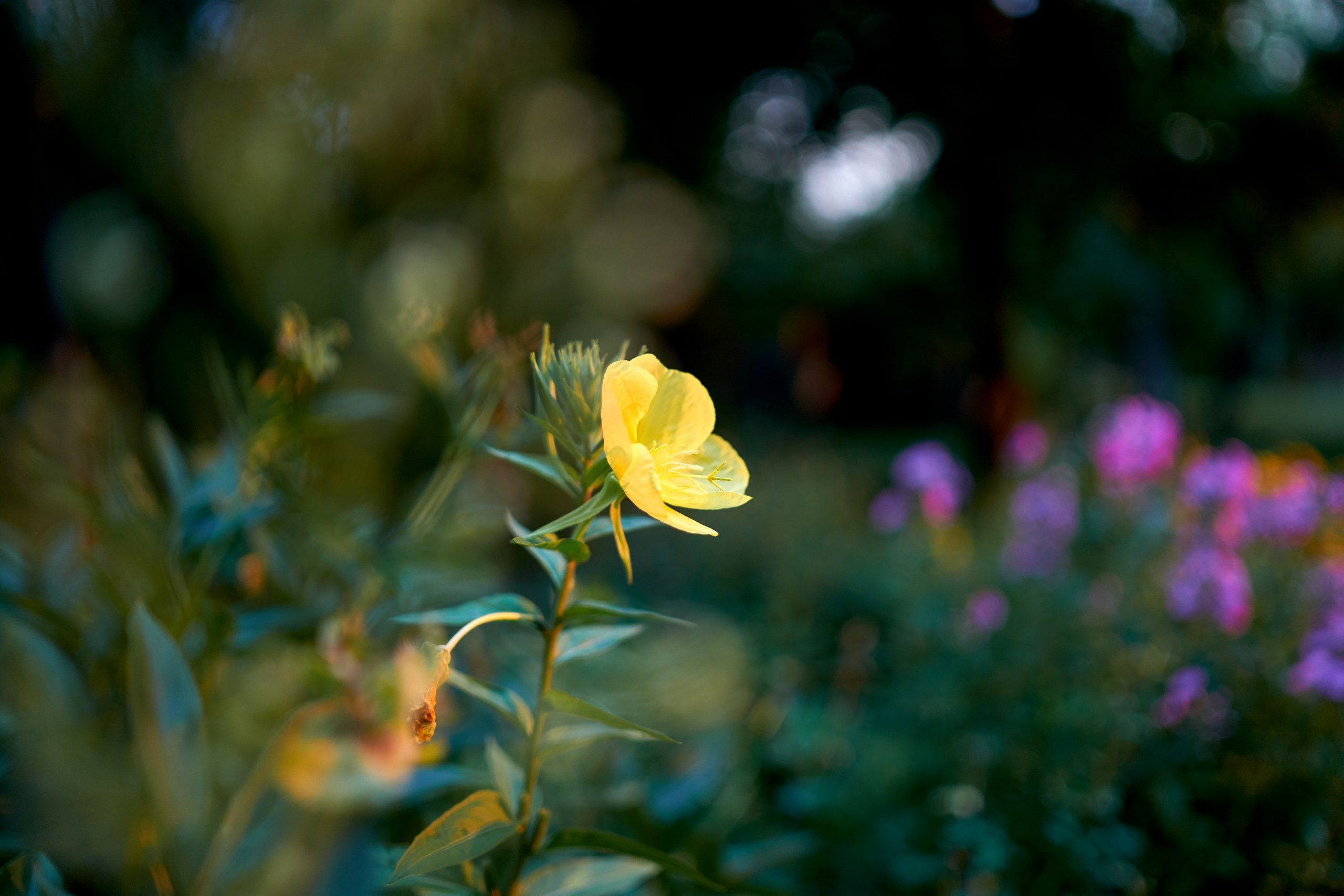 Лютики-цветочки — галерея NATRIEL