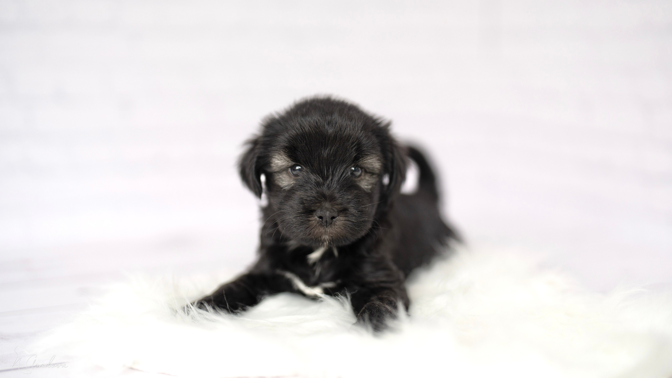 Тибетские терьеры 1мес. Фотограф-анималист Асадова