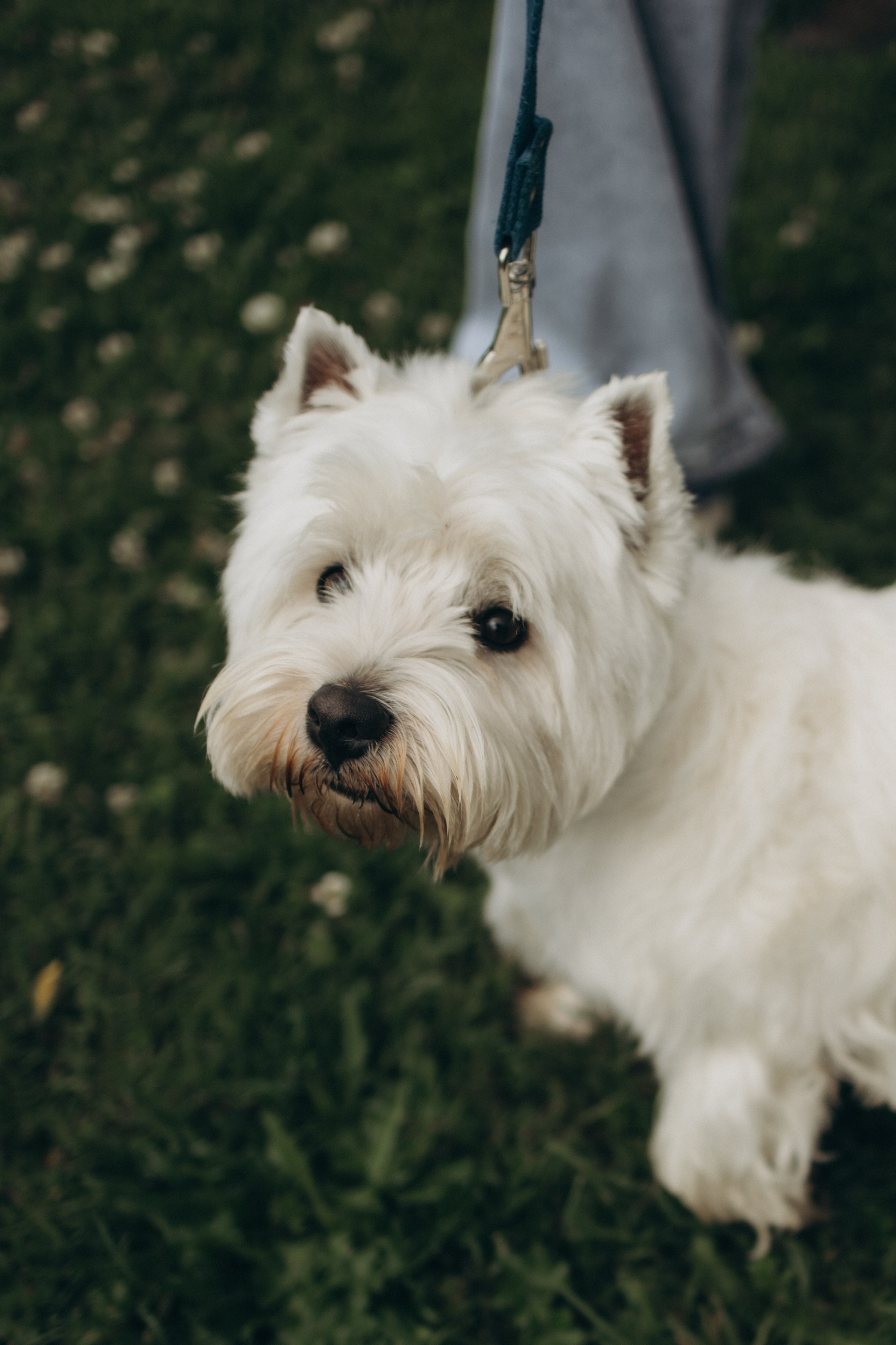 Моника, Мишель, Юлия, Дмитрий и песик Беня. Семейный, домашний, ньюборн фотограф Москва Цветкова Елизавета