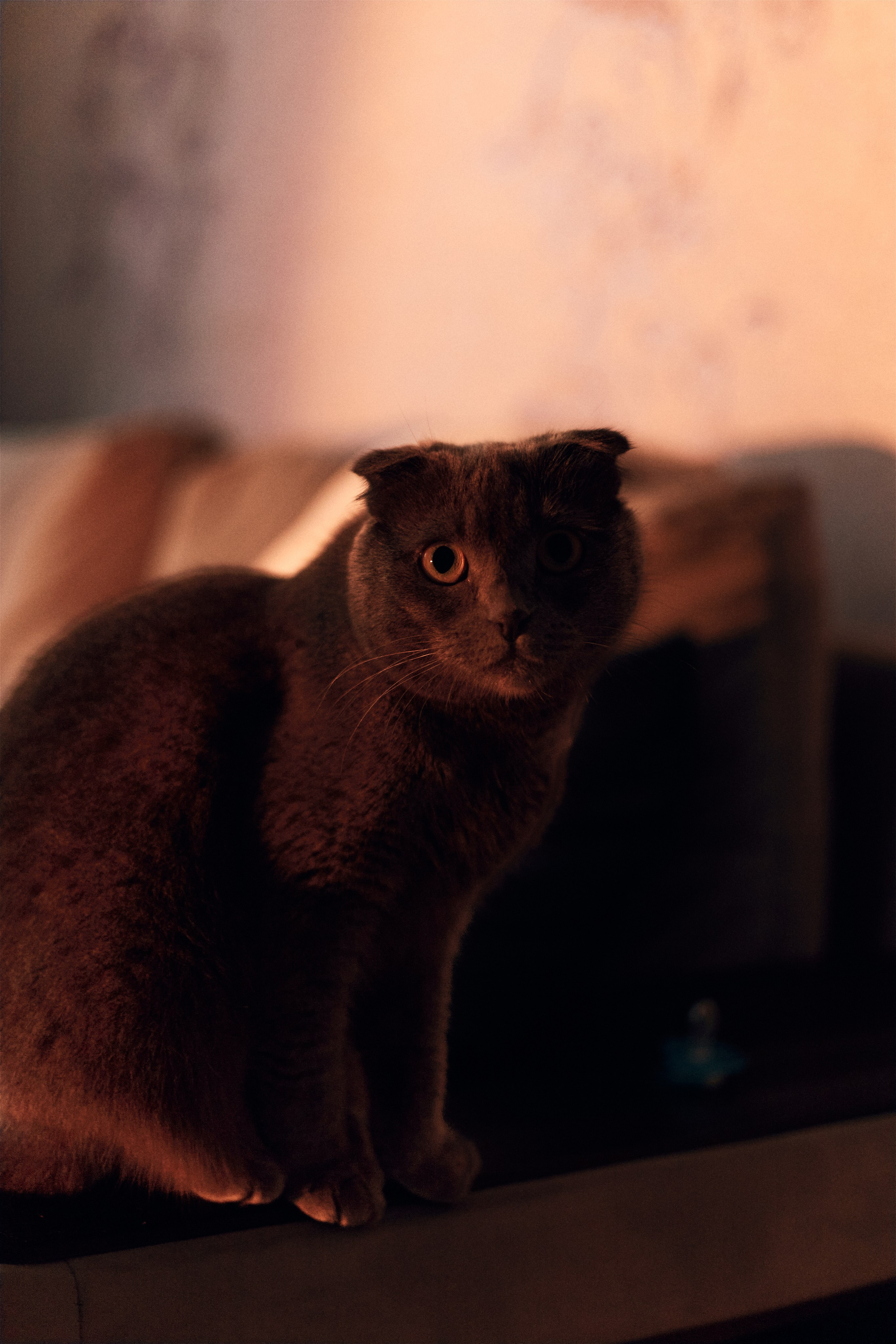 Кристина, Деним и малыш Леон. Фотограф и видеограф в Бугульме Аня Трутнева